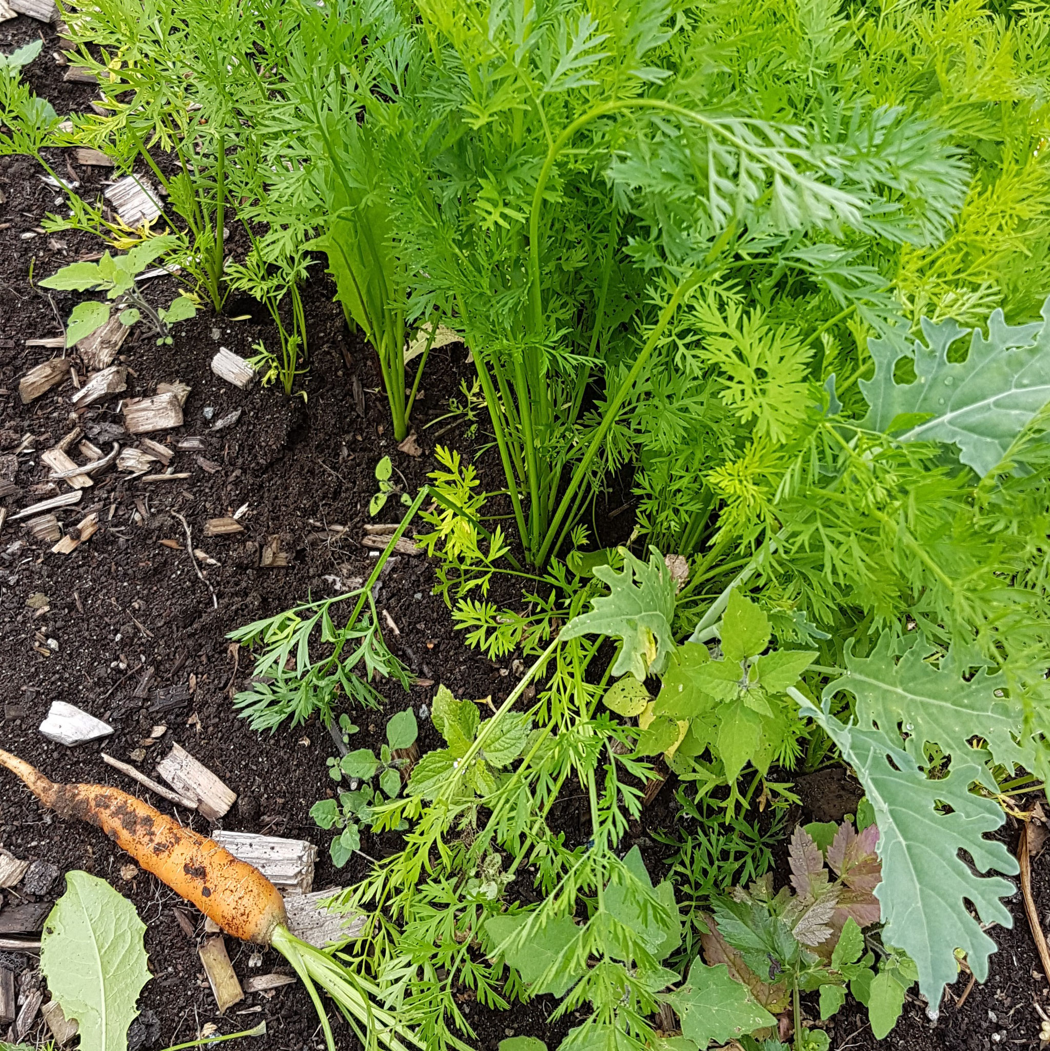 Karotten dienen auch der Auflockerung des Bodens. Ich kann sie problemlos ziehen; eine Gartengabel ist nur manchmal nötig, wenn sie besonders groß und tief in die Erde gewachsen sind.