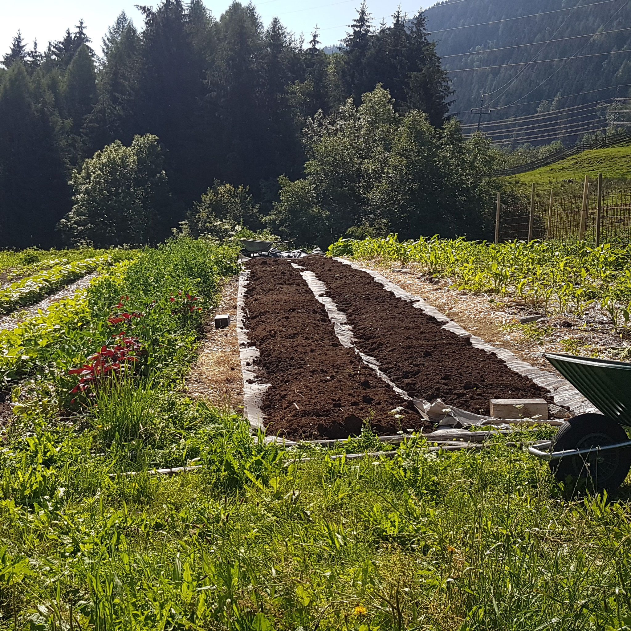 Nach Okkultation mit einer Plane konnten wir zwei Reihen im Juni 2018 schonend in Betrieb beginnen.