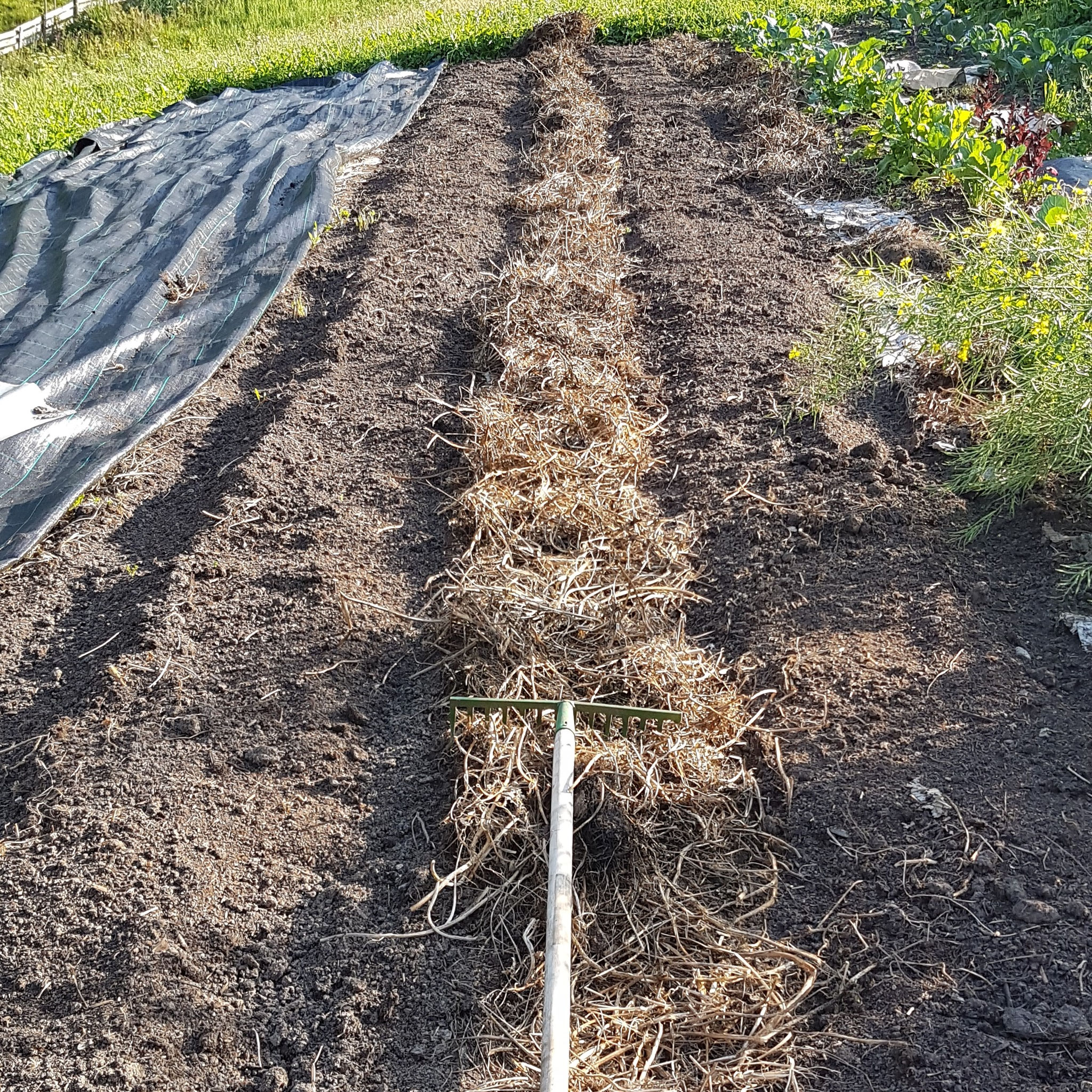 Mulch schützt den Boden