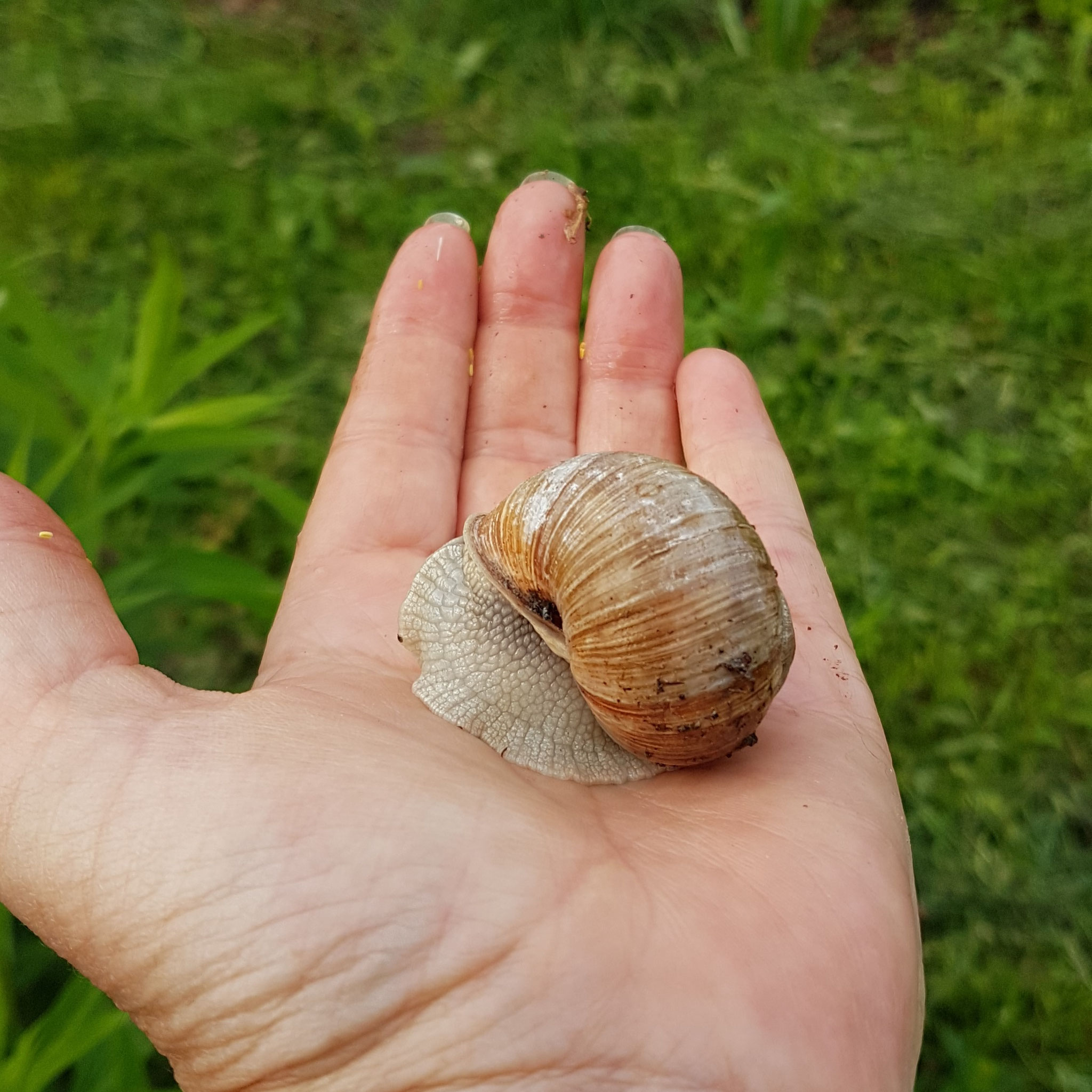 Die Weinbergschnecke gedeihen, weil auf Blaukorn verzichtet wird - auch wenn eher unwillkommene Schneckenarten auch gerne im Garten naschen.