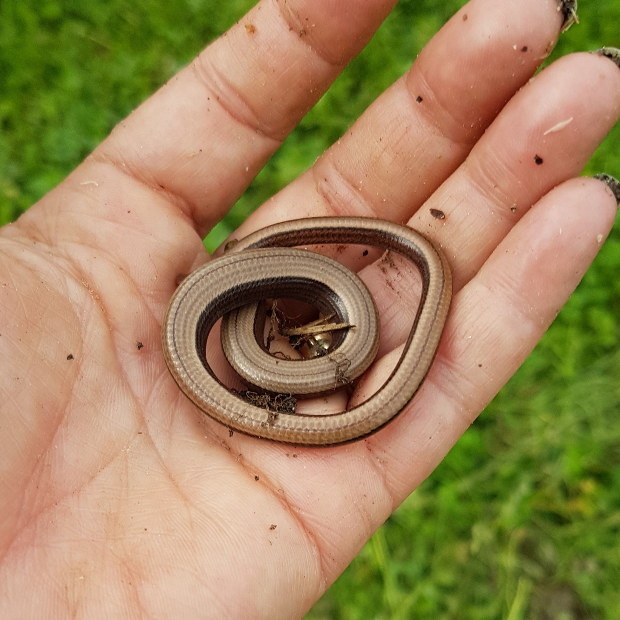 Blindschleichen und Kröter finden Unterschlupf unter den Planen. Sie überraschen mich immer wieder!
