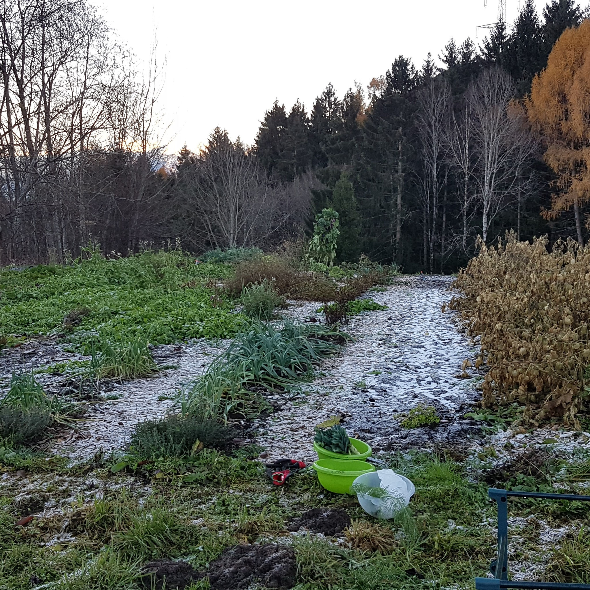 Ein Garten, wo das Bodenleben gefördert wird, schaut oft "unsauber" aus. Möglichst viel Material bleibt über Winter stehen.