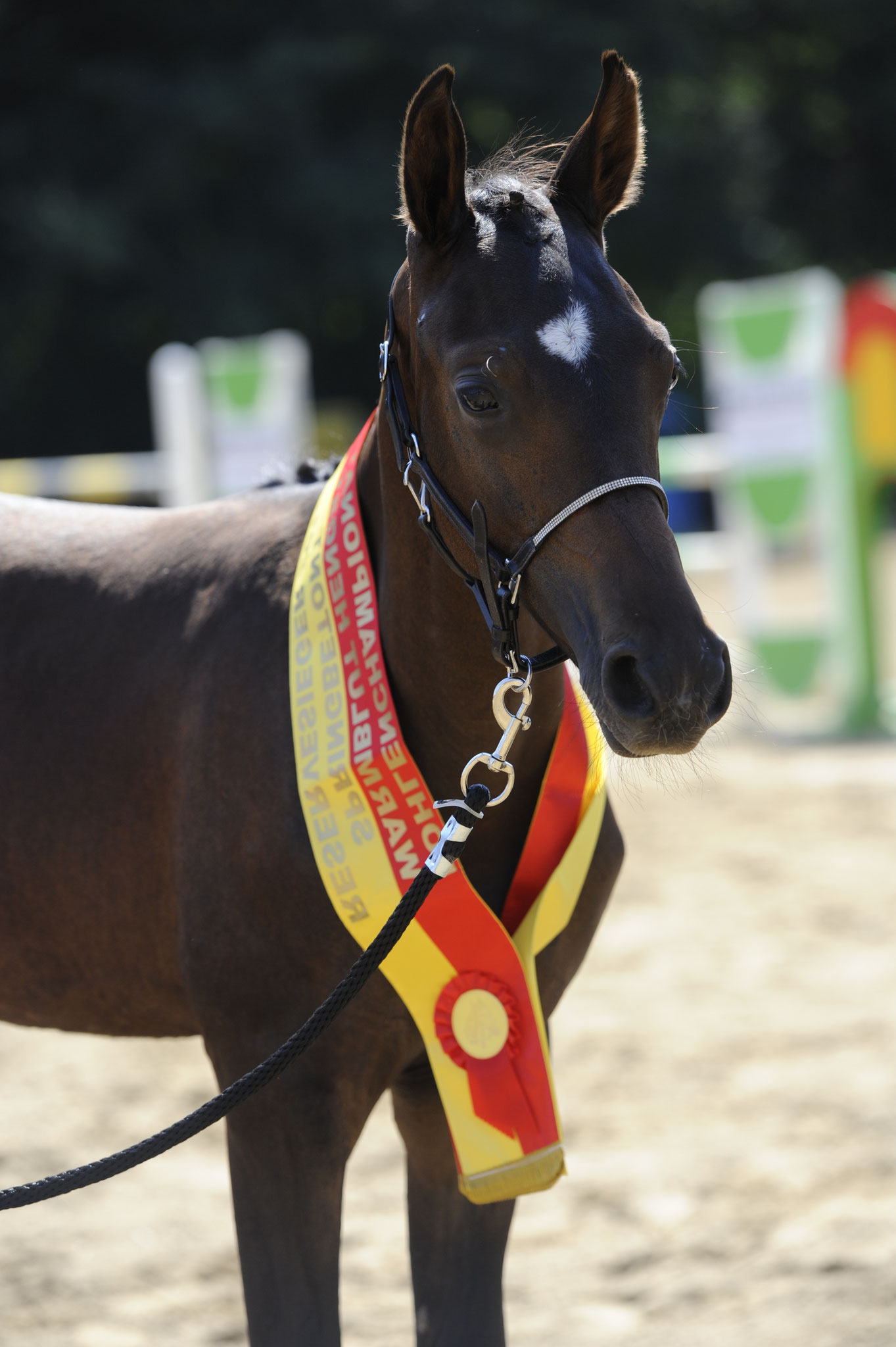 Hickstead Dark - Reservesieger Hengstfohlen 2017