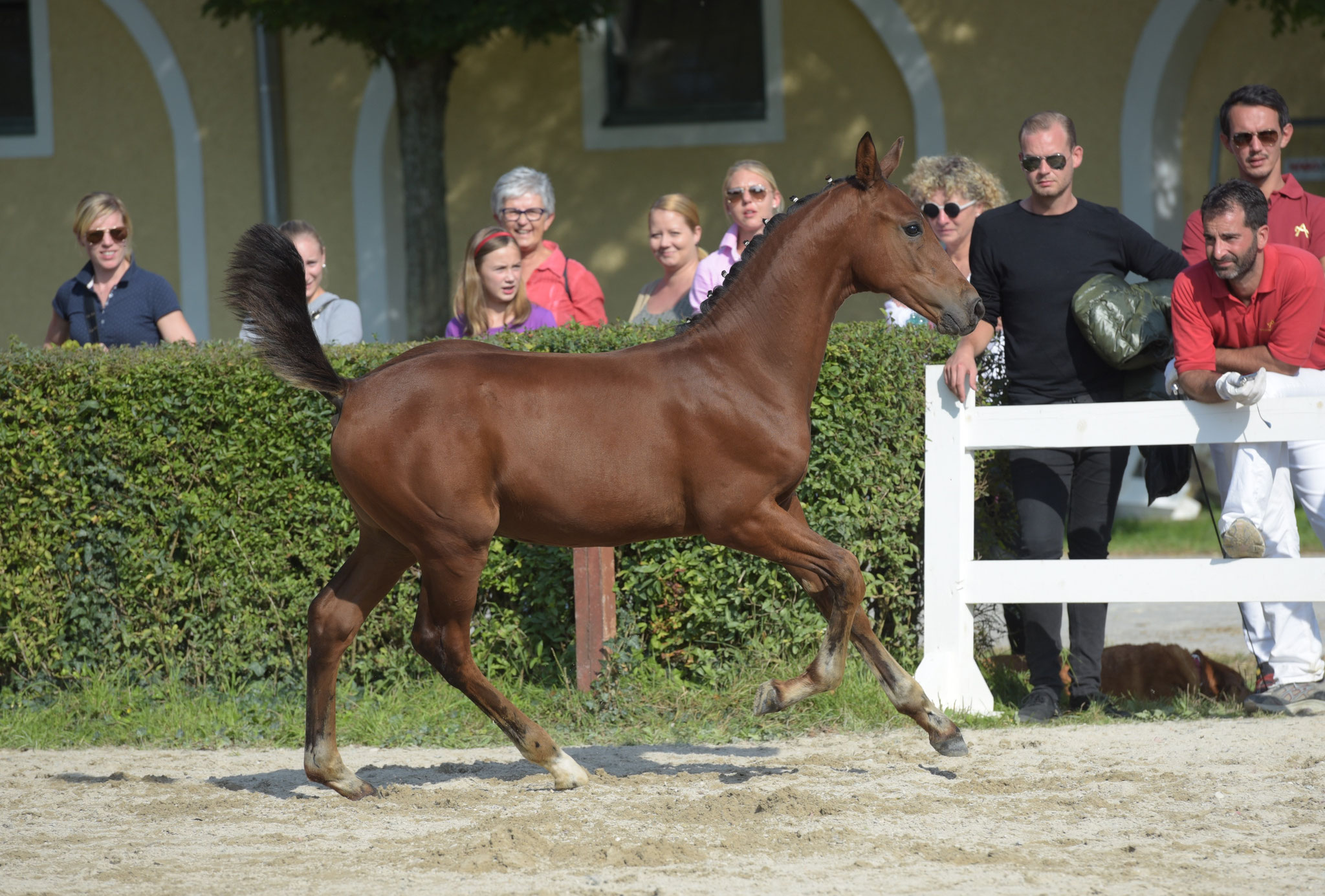 Hengstfohlen Braveheart - Sieger 2016