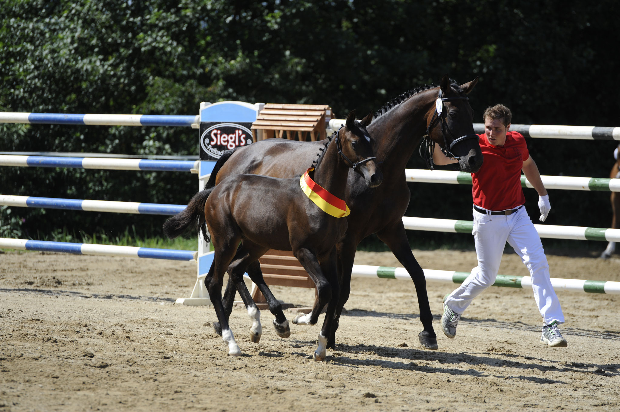 Hickstead Dark - Reservesieger Hengstfohlen 2017