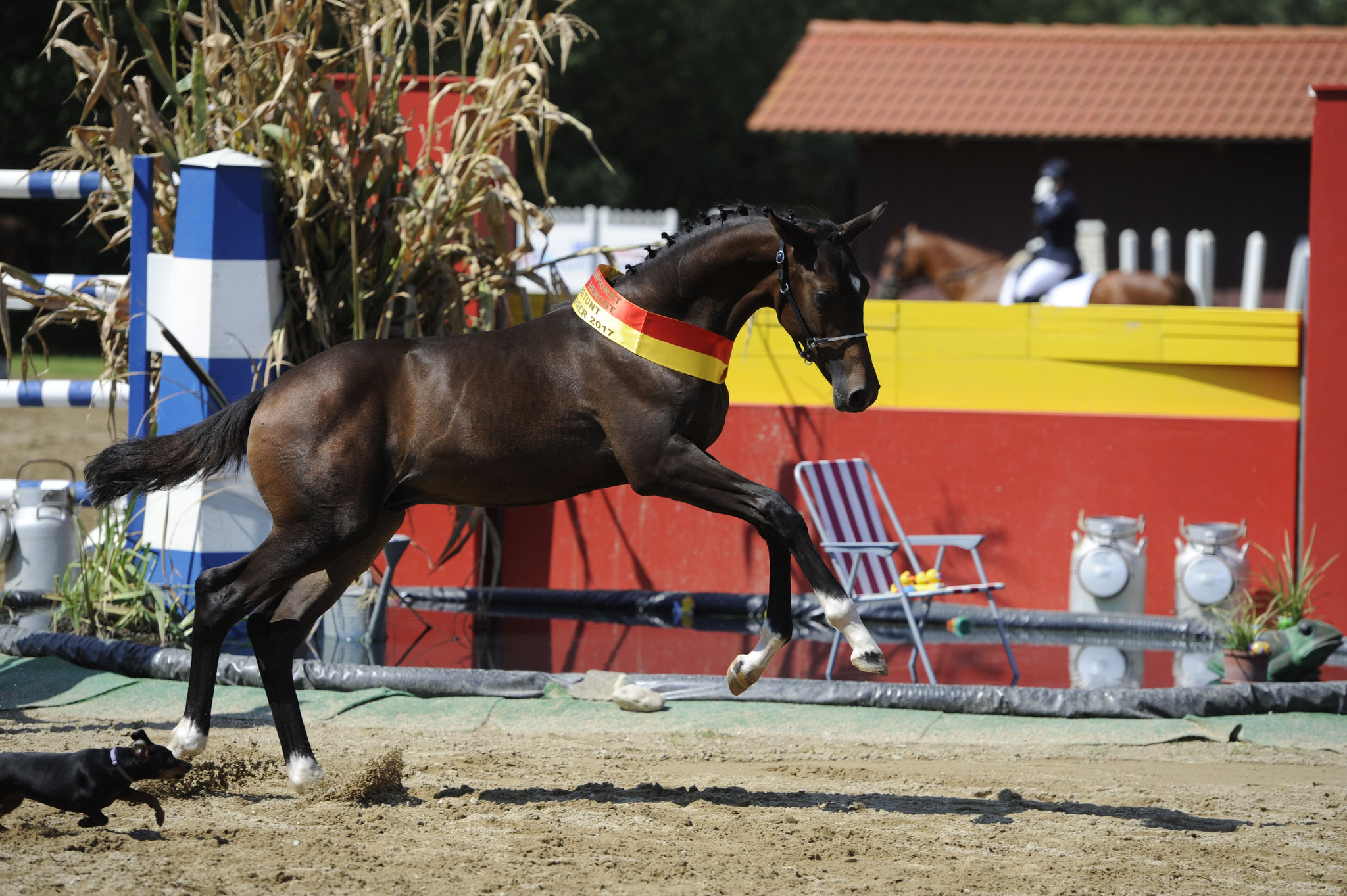 Hickstead Dark - Reservesieger Hengstfohlen 2017