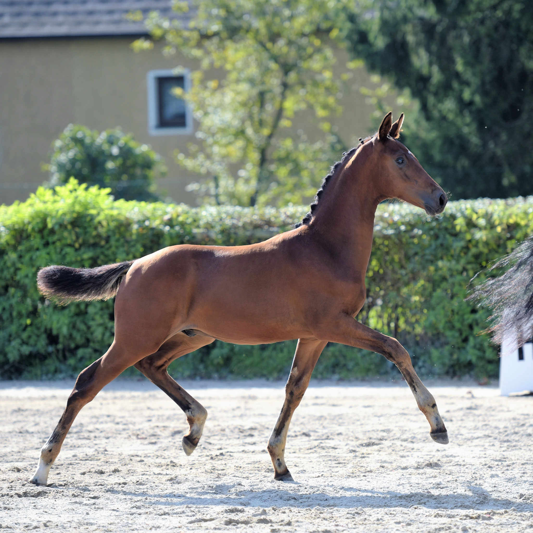 Hengstfohlen Braveheart - Sieger 2016