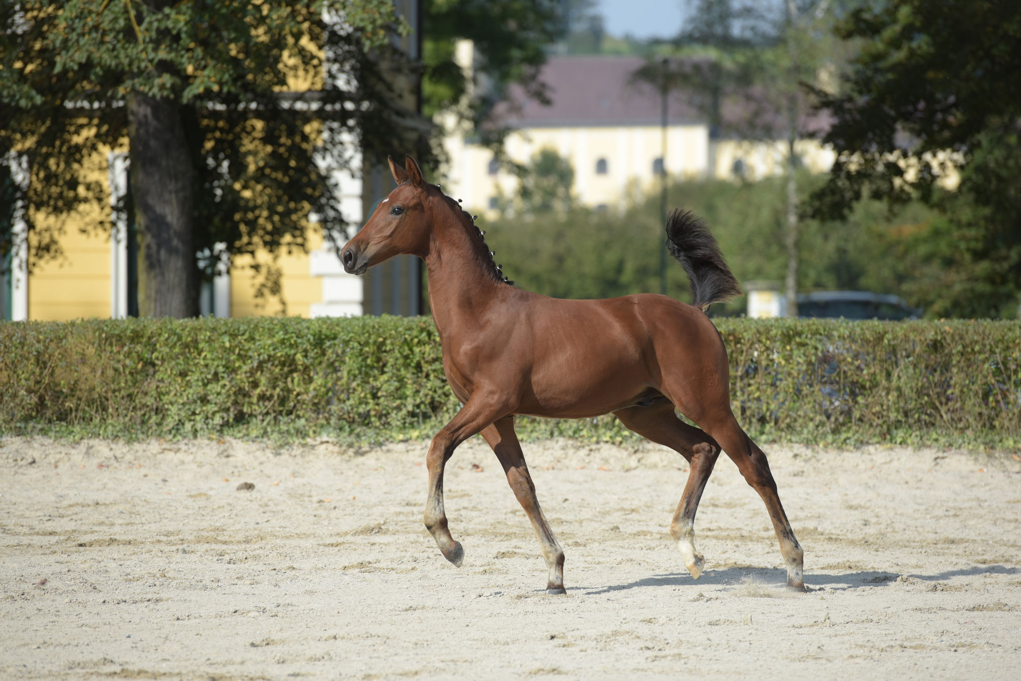 Hengstfohlen Braveheart - Sieger 2016