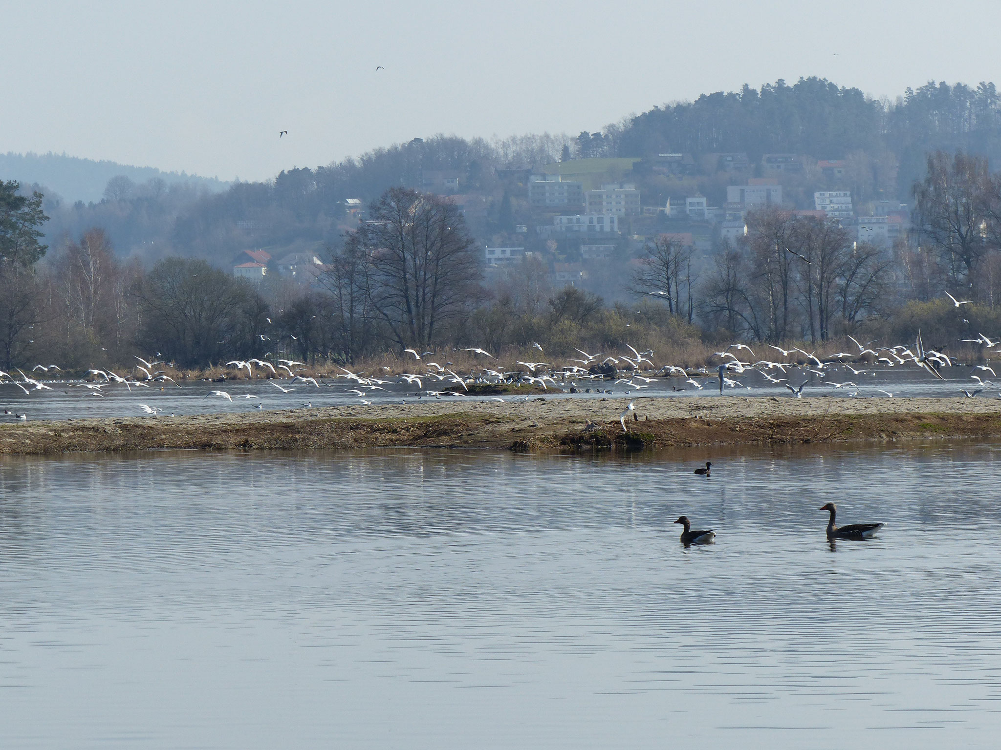 Vogelwelt am großen Rötelseeweiher