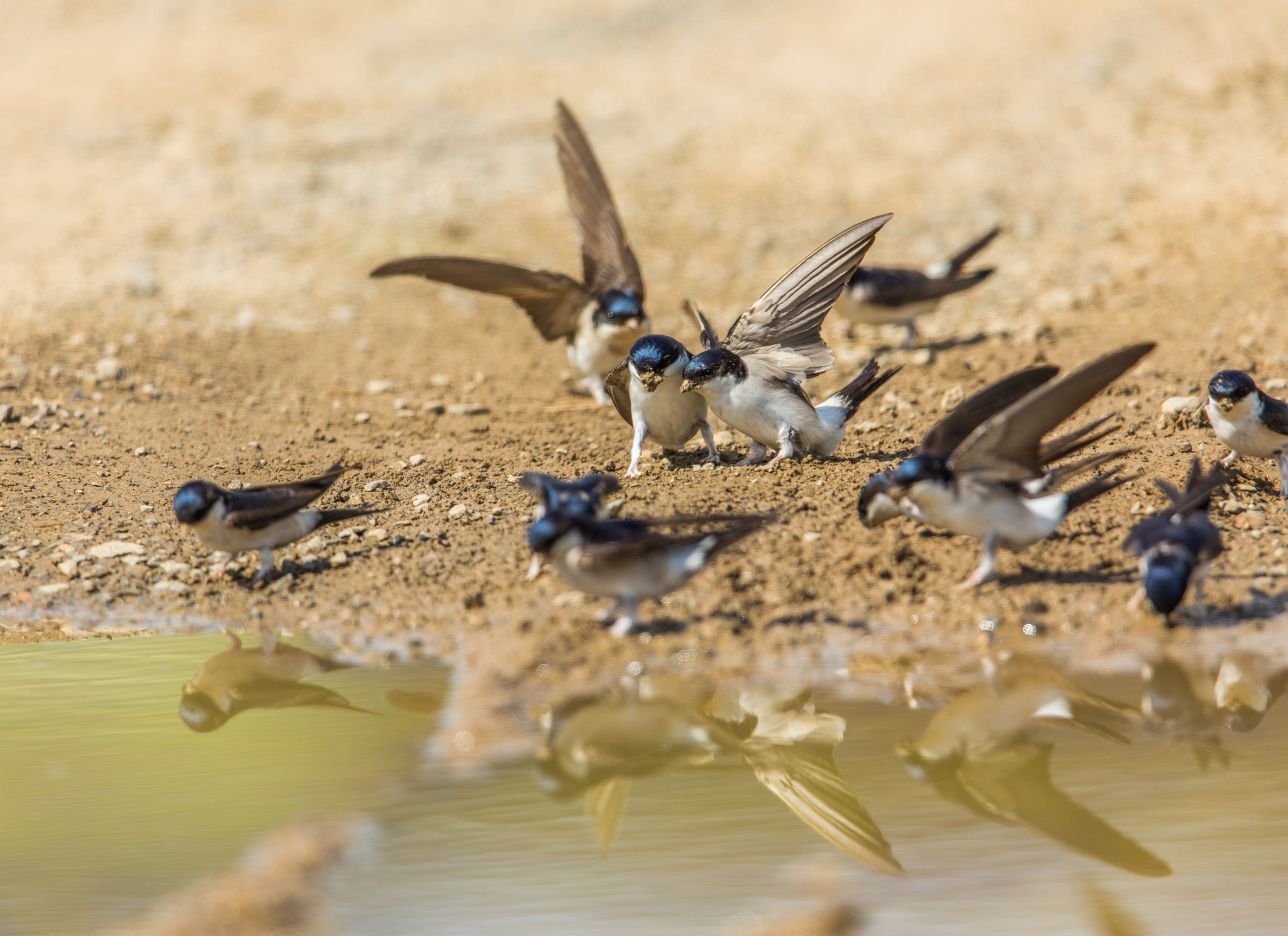 Mehlschwalben sammeln Nistmaterial - Deinzer Stefan, LBV Bildarchiv