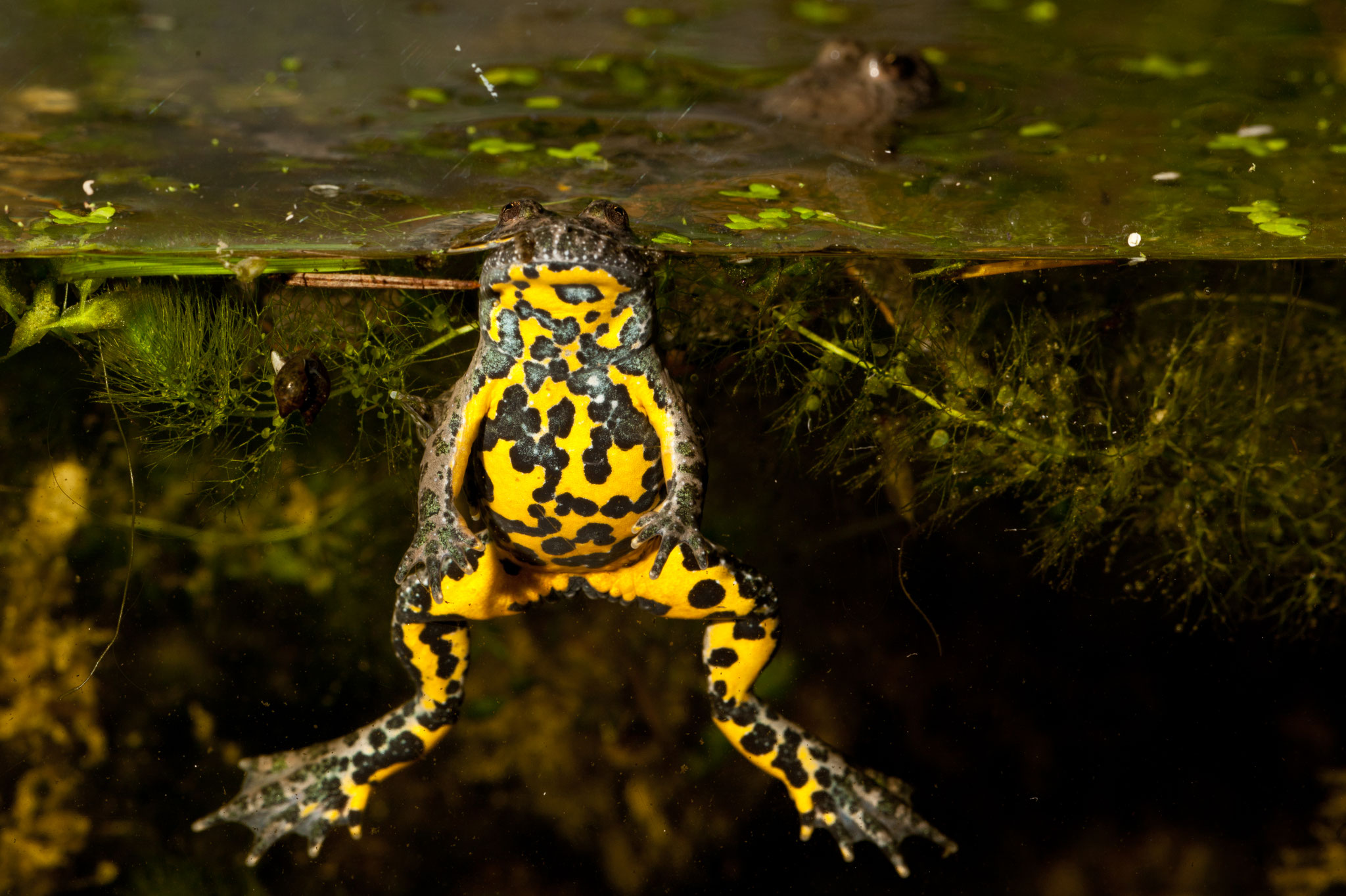 Gelbbauchunke - Andreas Hartl, LBV Bildarchiv