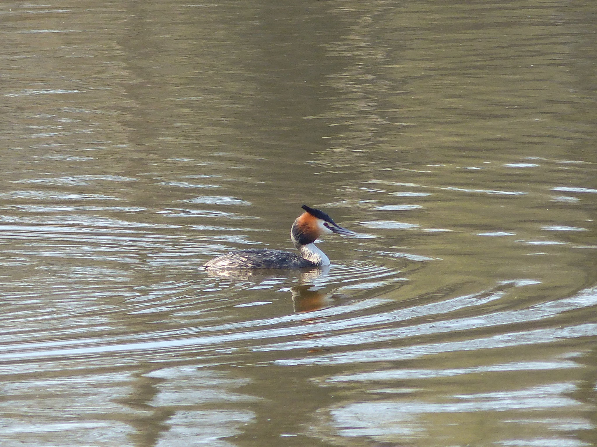 Haubentaucher Podiceps cristatus