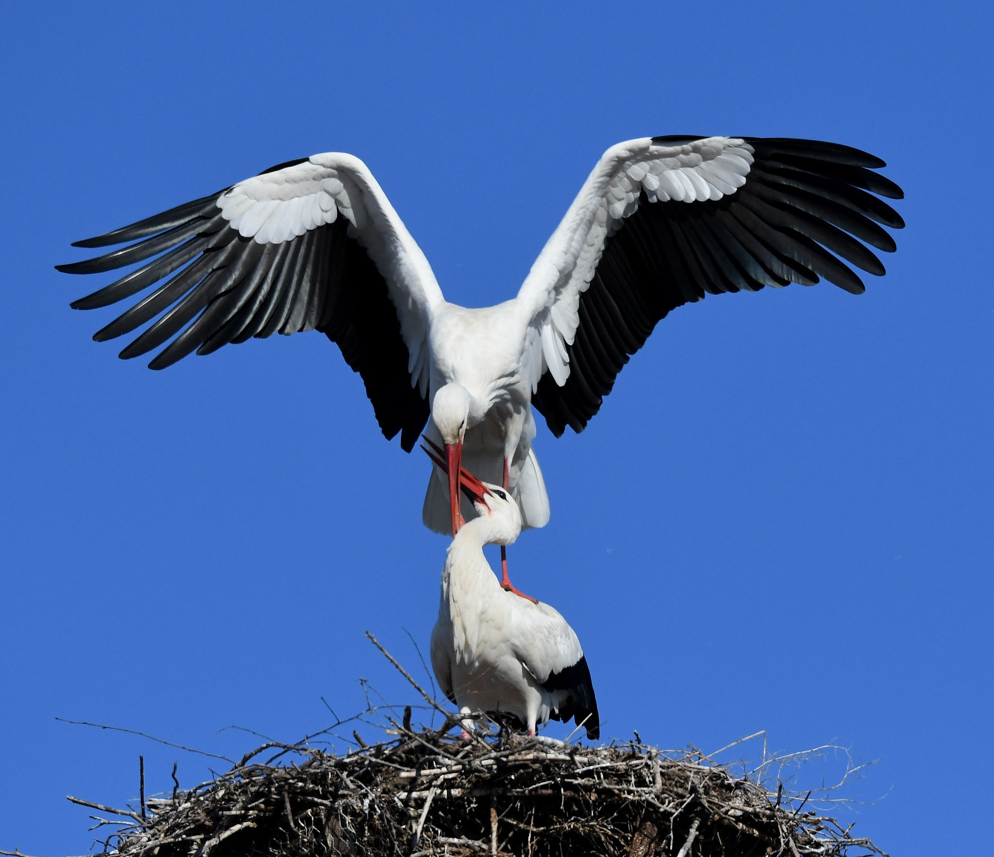 Seit Jahren hat der Weißstorch seinen Horst auf dem Kirchturm in Untertraubenbach