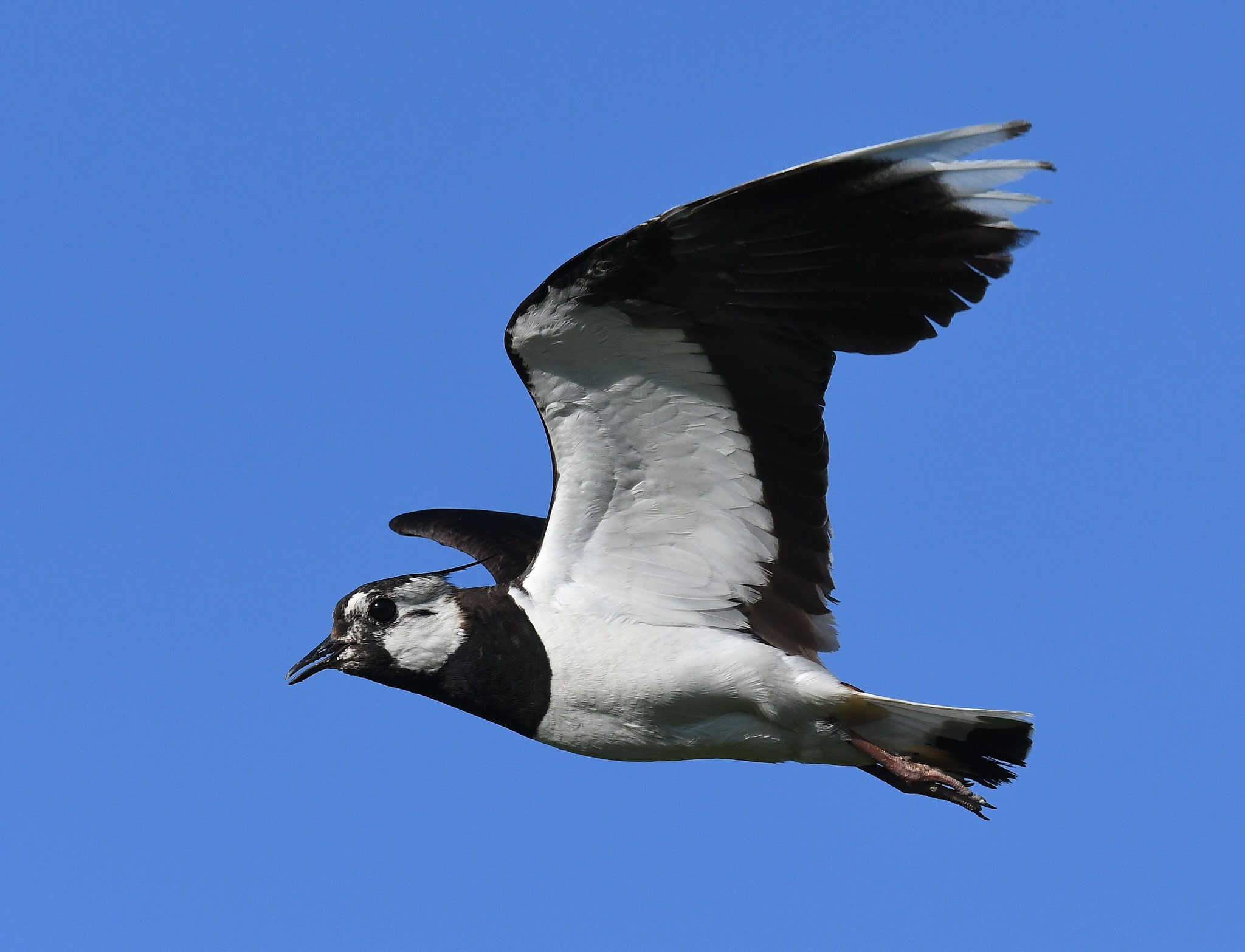 Kiebitze fliegen (gaukeln) über die Wiesen