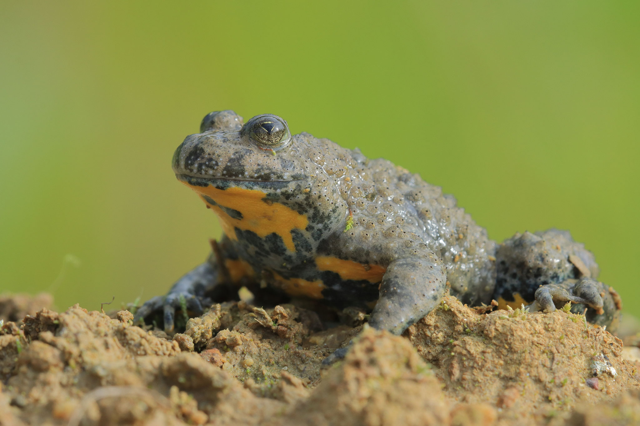 Gelbbauchunke - Masur Stefan, LBV Bildarchiv
