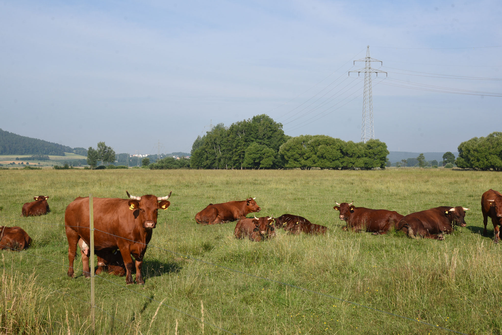 Die Weide vom roten Höhenvieh in der Regentalaue (teilweise auf LBV-Fläche), Foto: Peter Zach