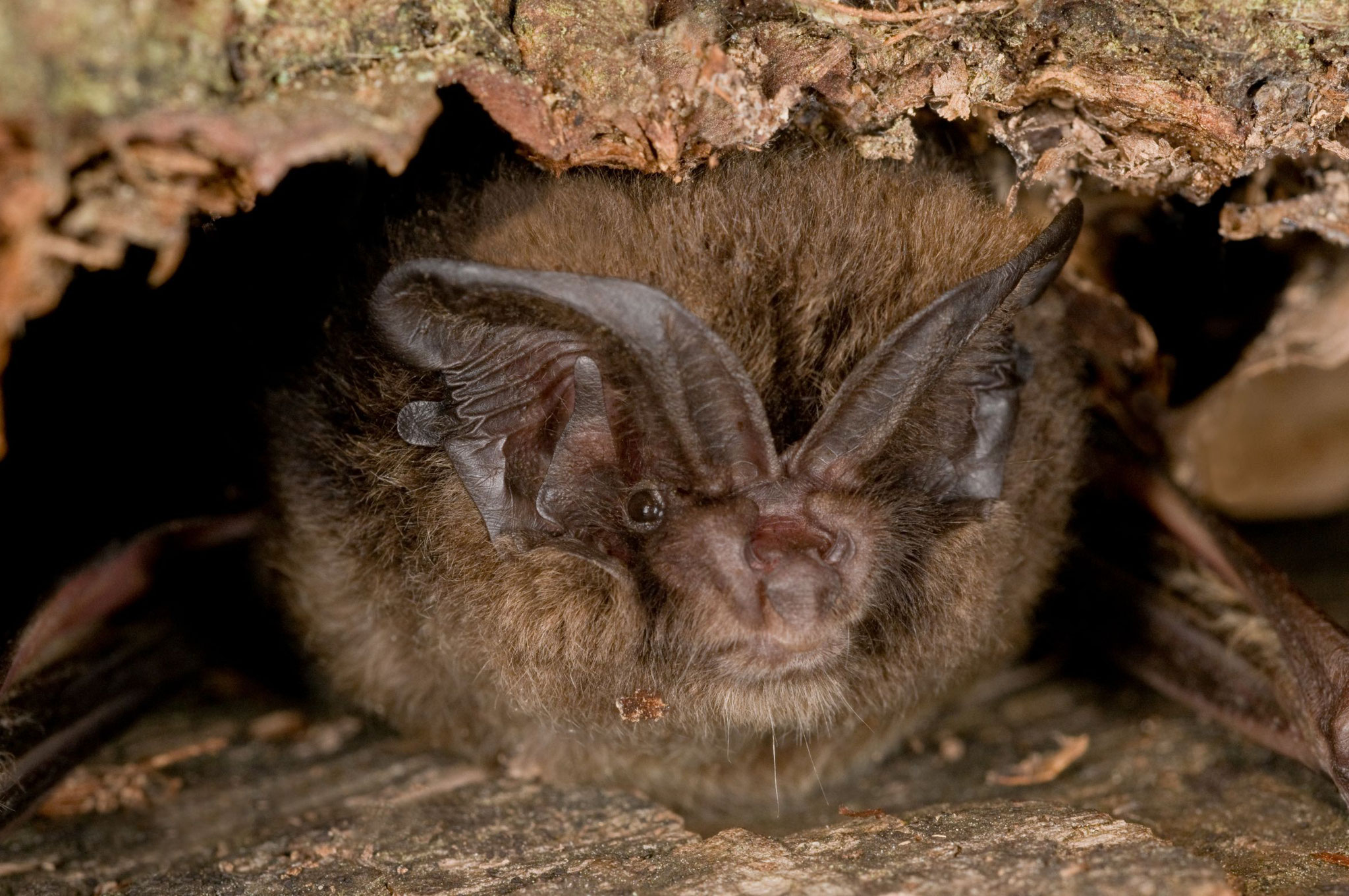 Mopsfledermaus - Thomas Stephan_LBV Bildarchiv