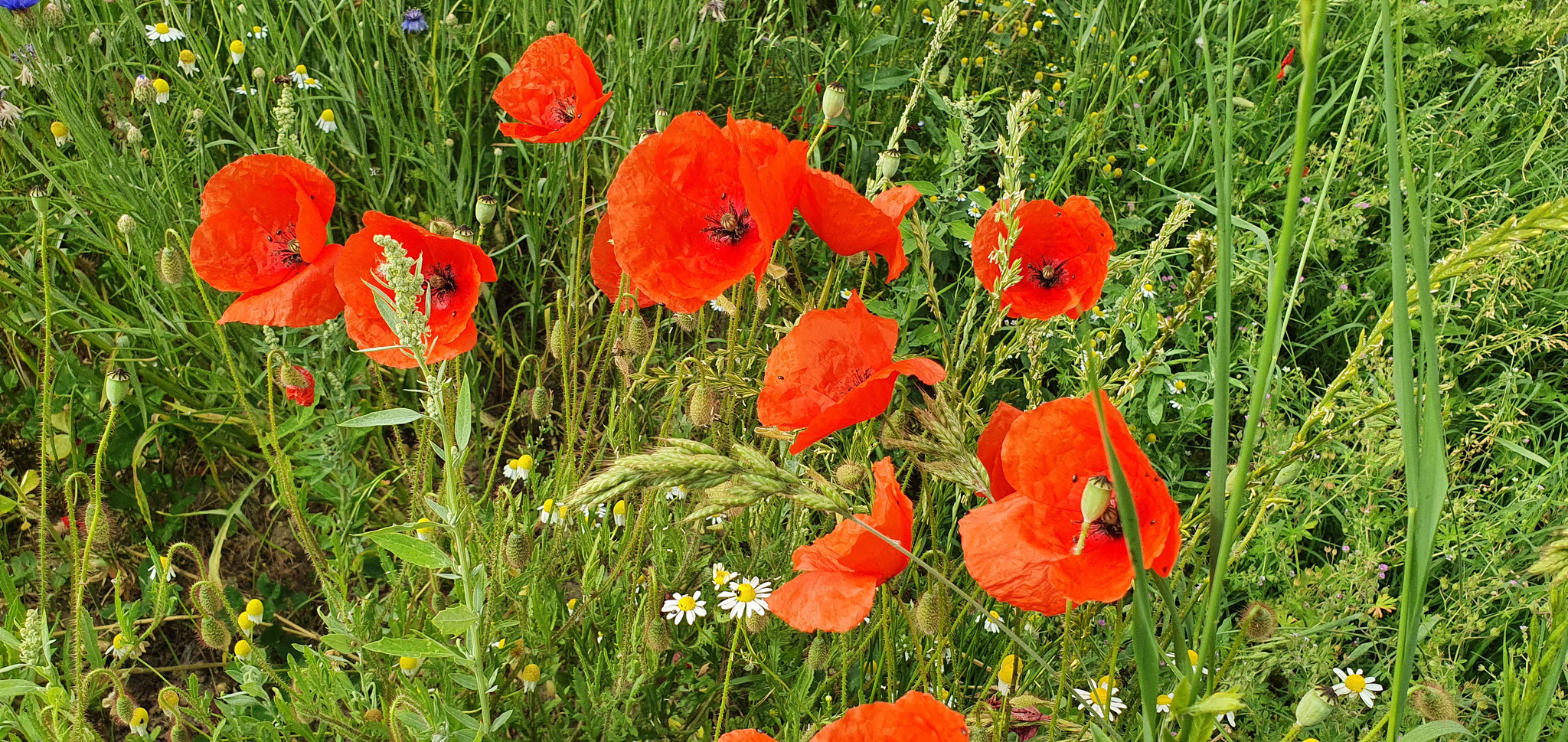 Rot blüht der Mohn