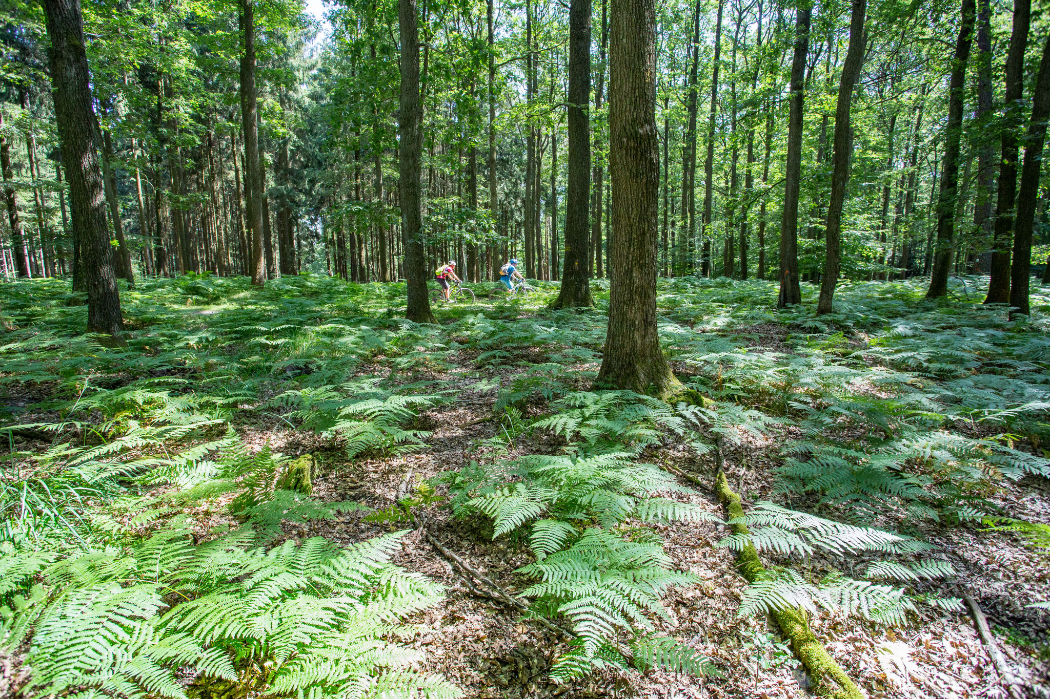 MTB im Wald