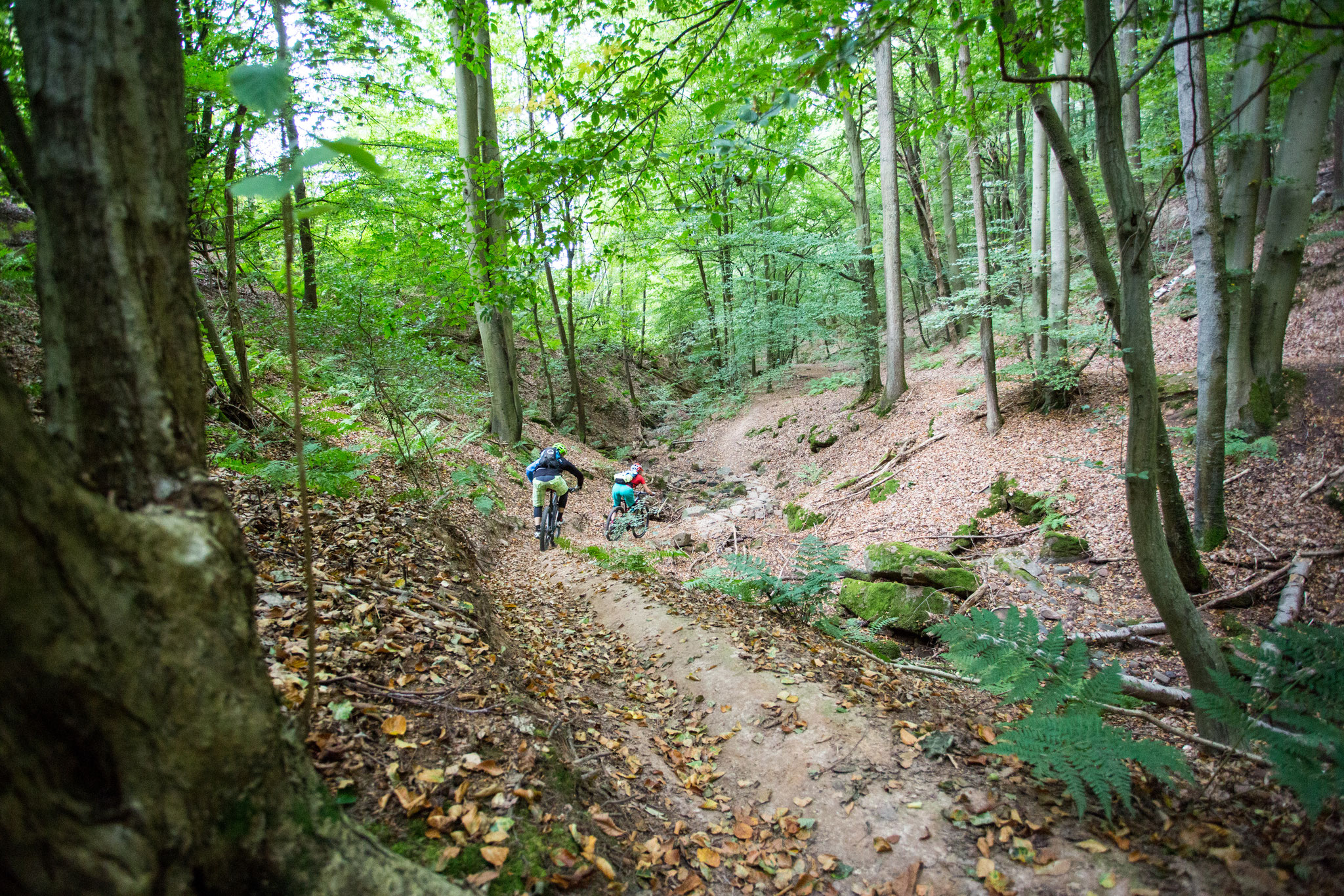 Wald Singletrail