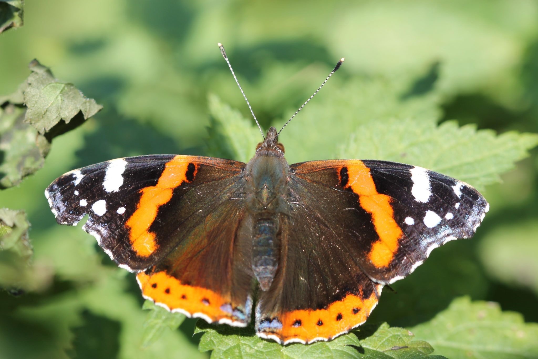 Admiral ©NABU Bad Oldesloe