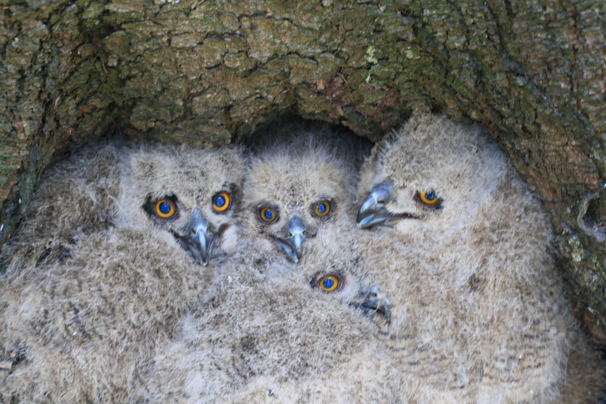 Uhus ©NABU Bad Oldesloe 