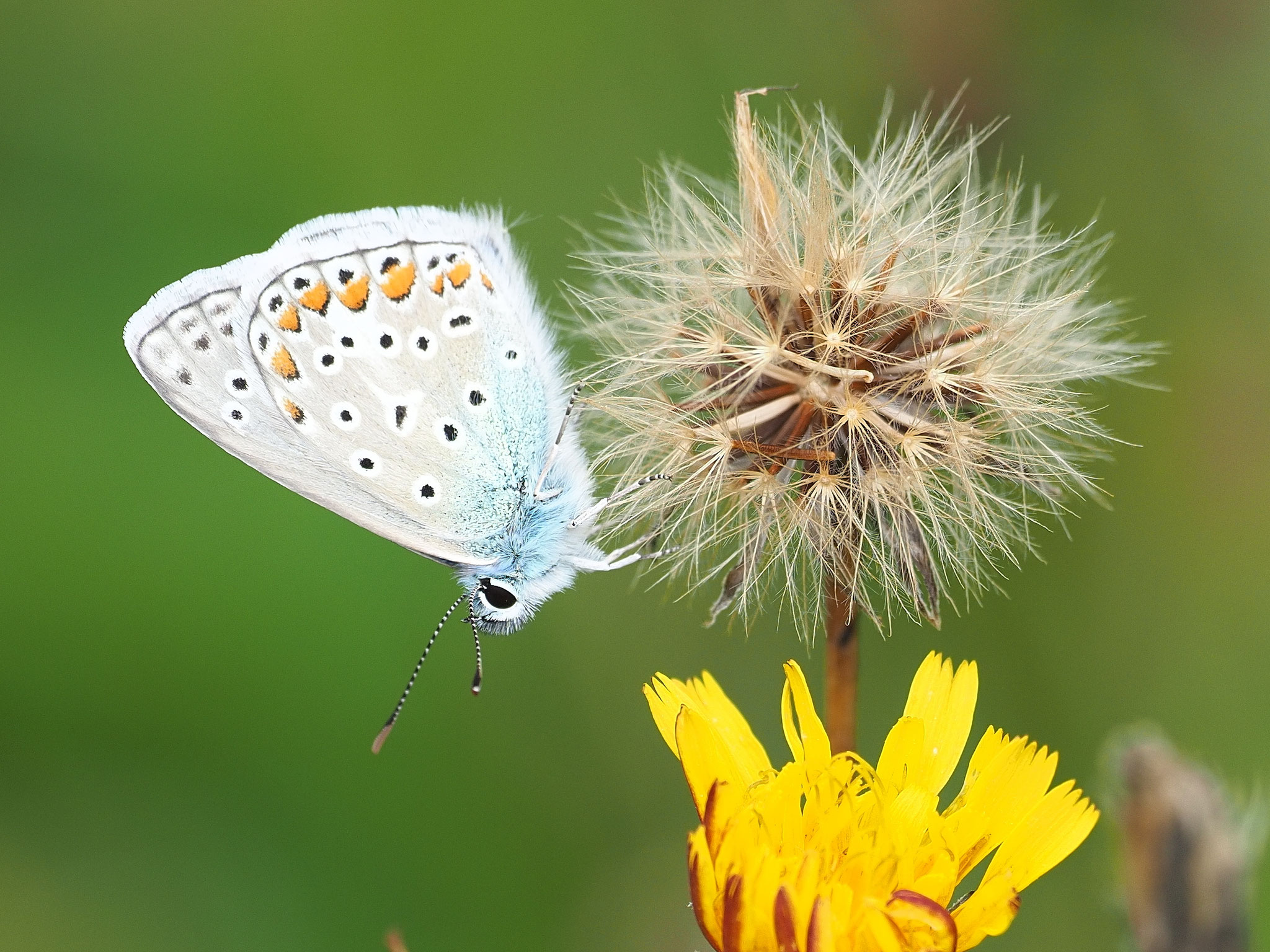 Hauhechel-Bläuling ©Erwin Hangmann