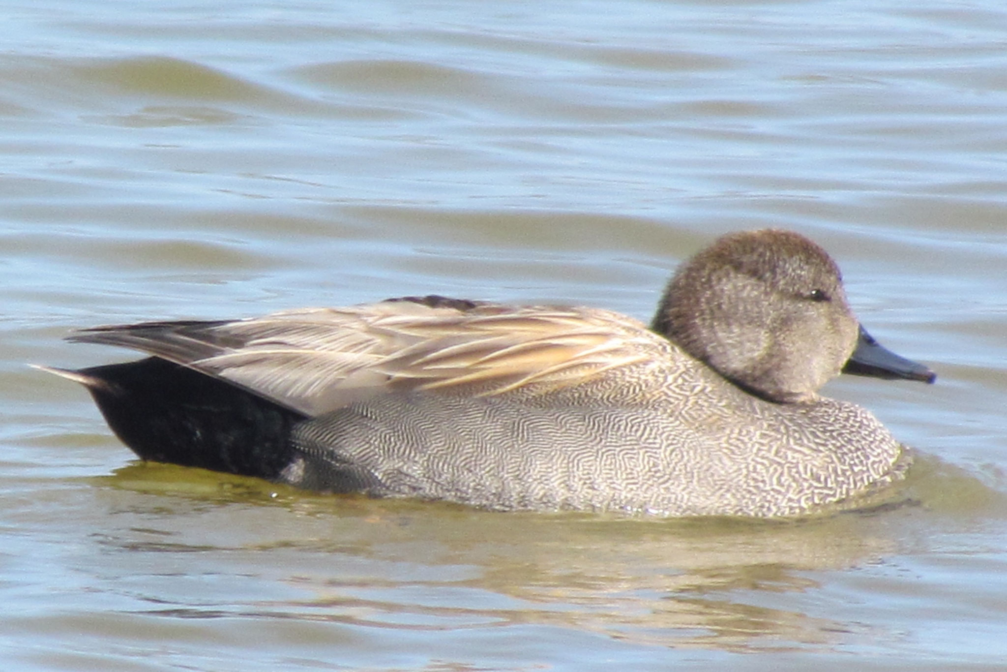 Schnatterente ©NABU Bad Oldesloe 