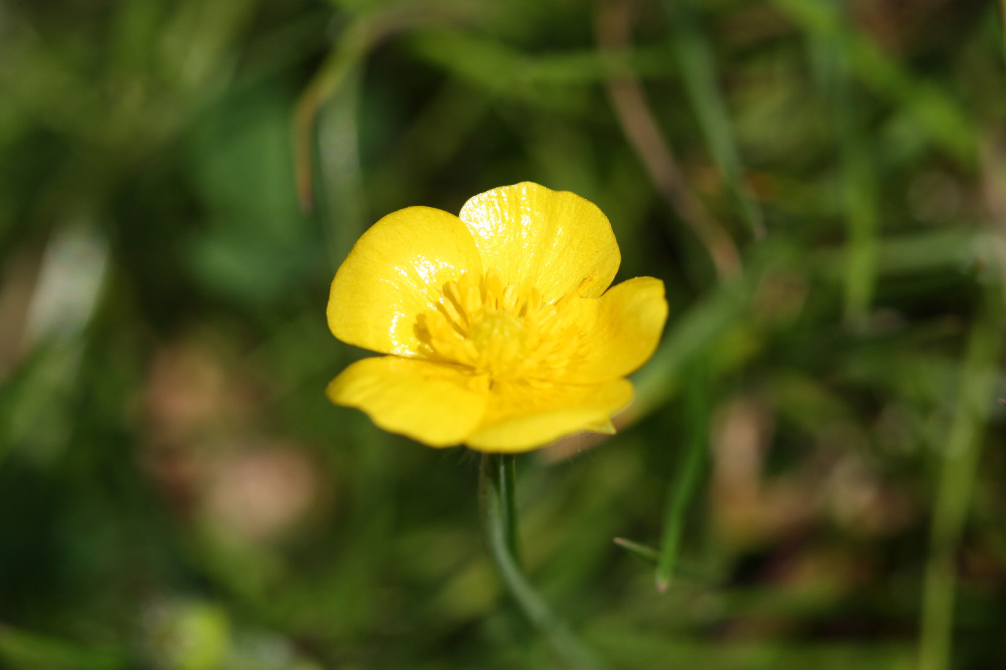 Kriechender Hahnenfuß ©NABU Bad Oldesloe 