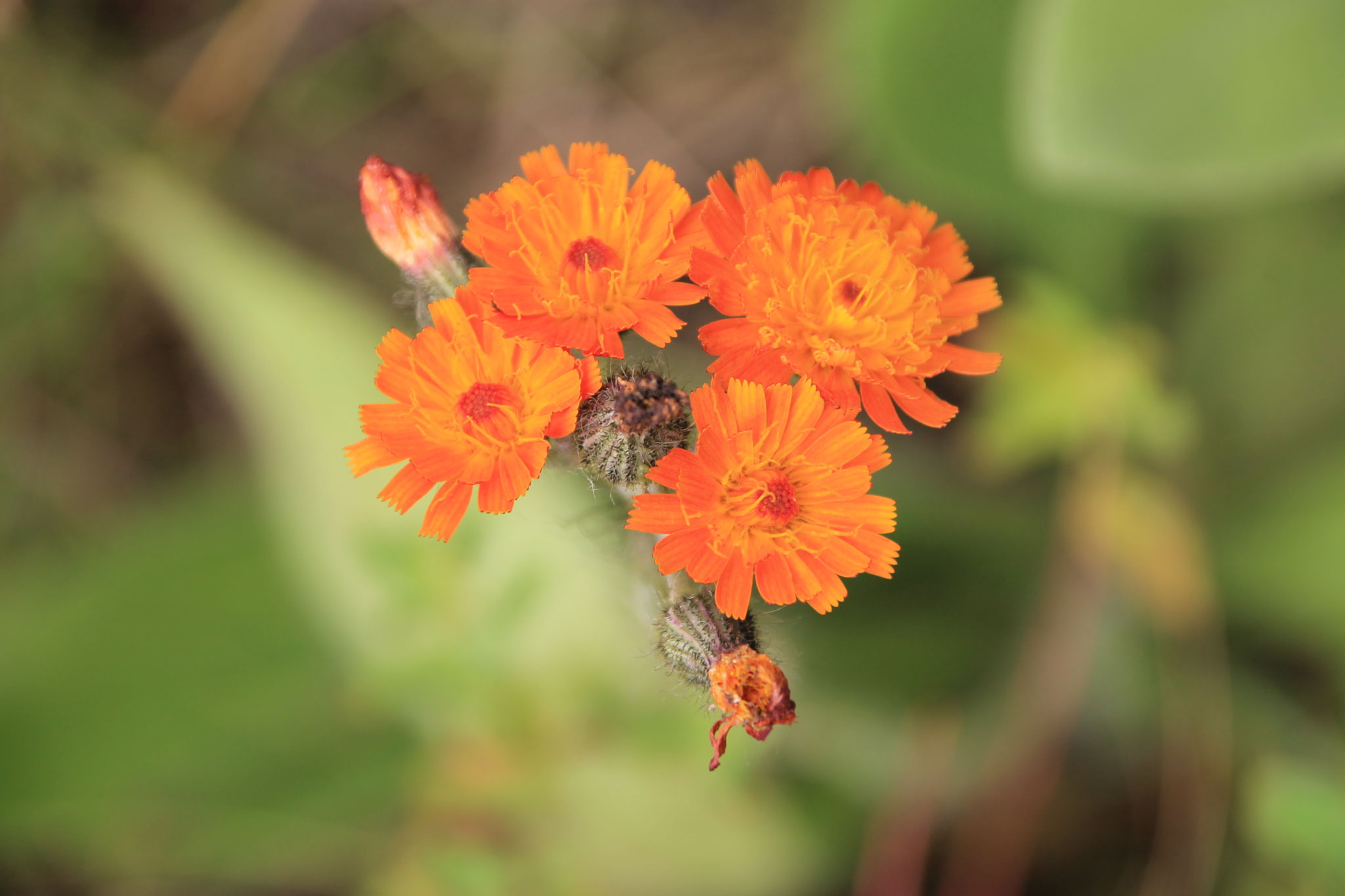 Orangerotes Habichtskraut ©NABU Bad Oldesloe 
