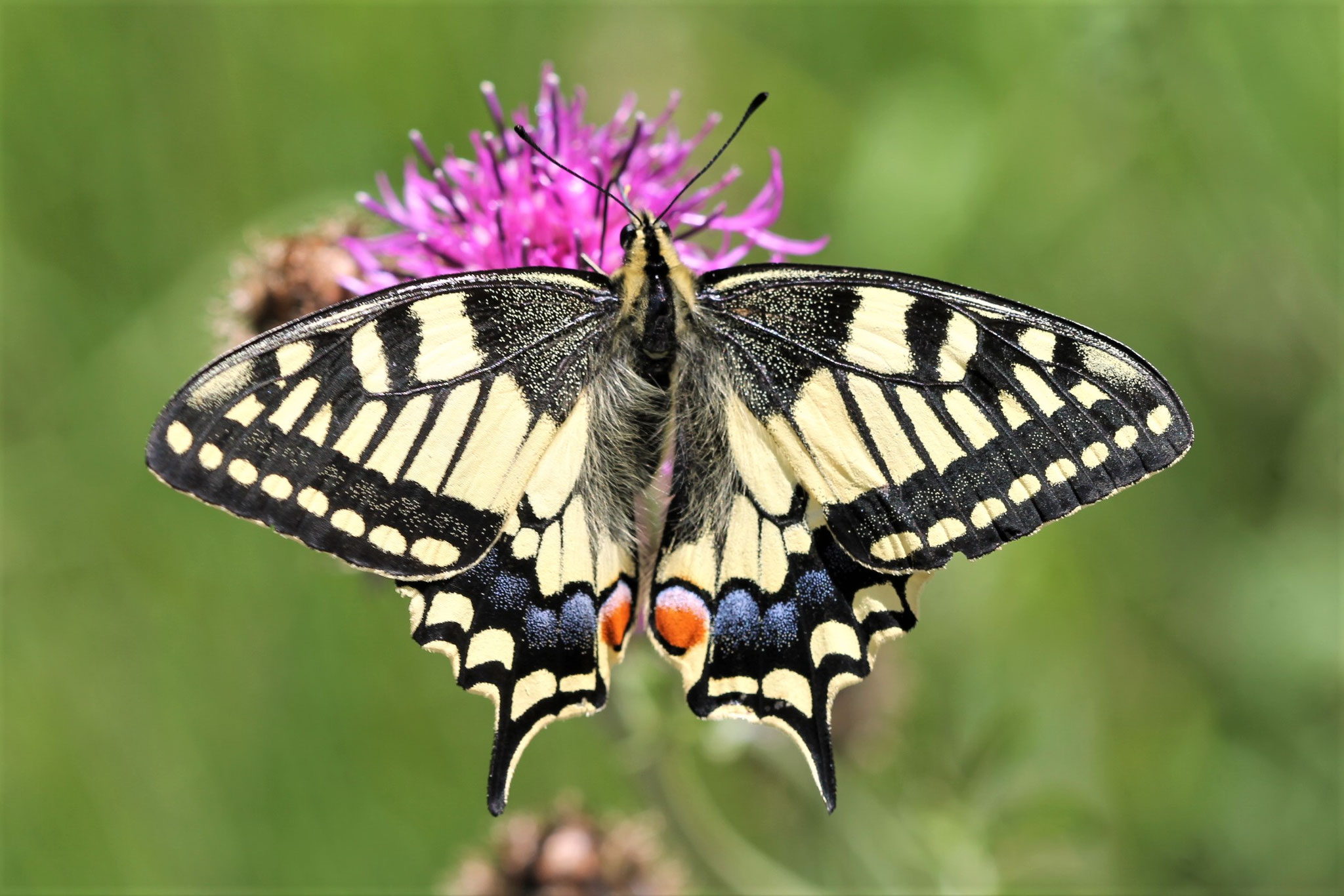 Schwalbenschwanz ©NABU Bad Oldesloe
