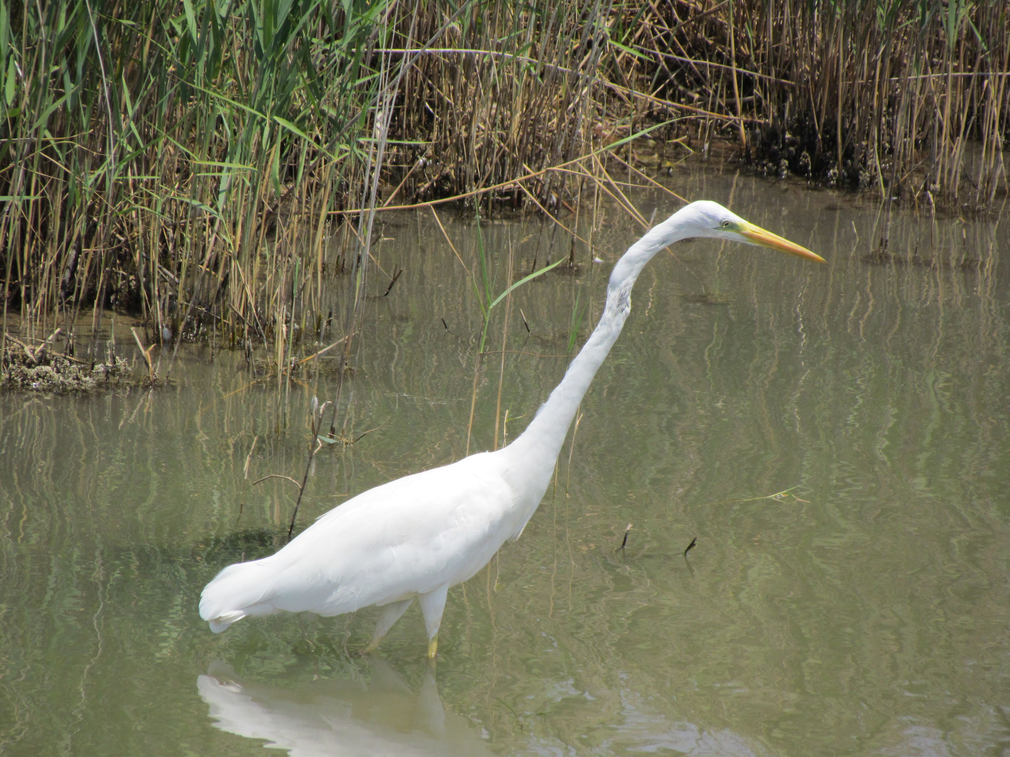 Silberreiher ©NABU Bad Oldesloe 
