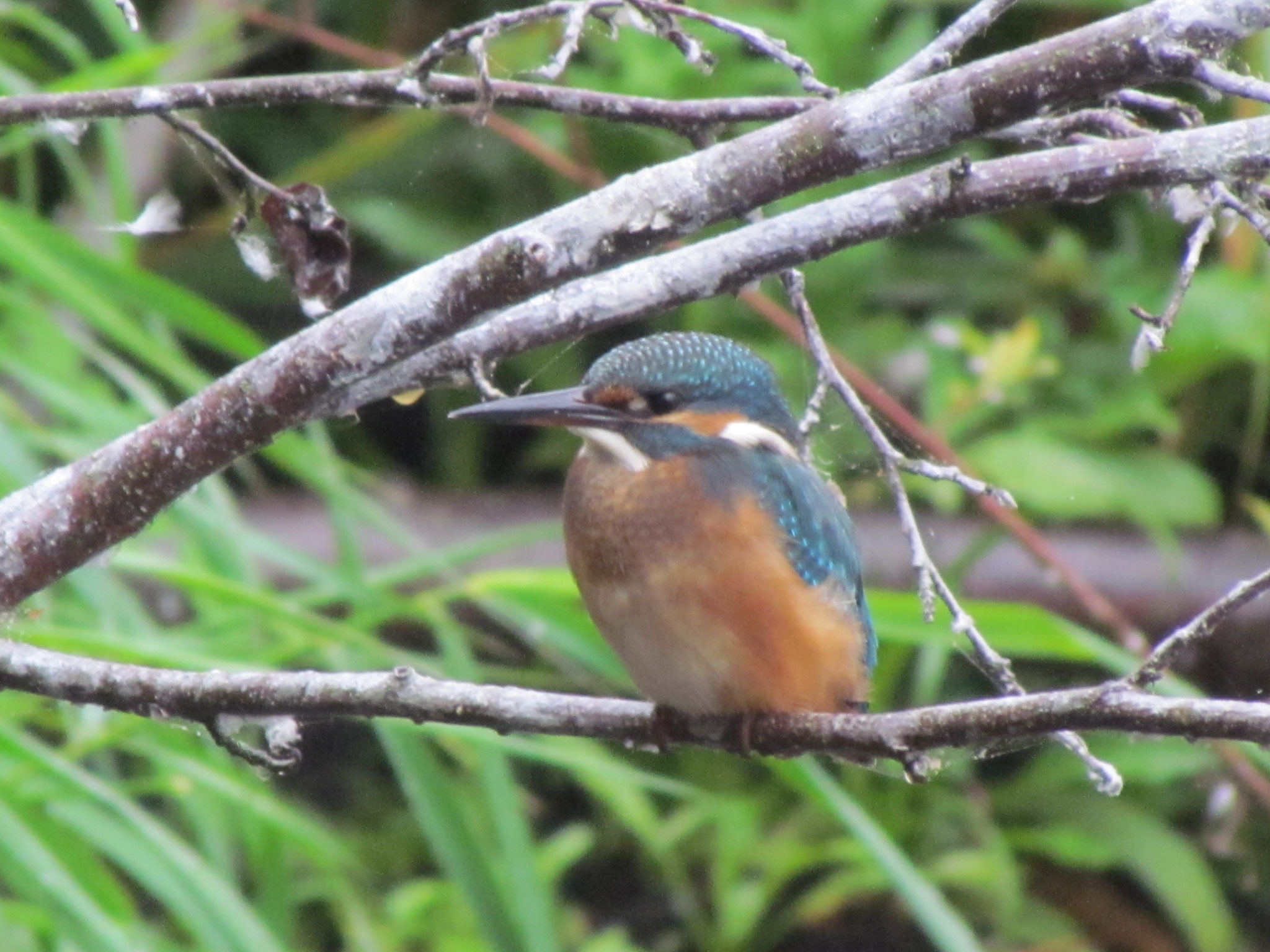 Eisvogel ©NABU Bad Oldesloe 