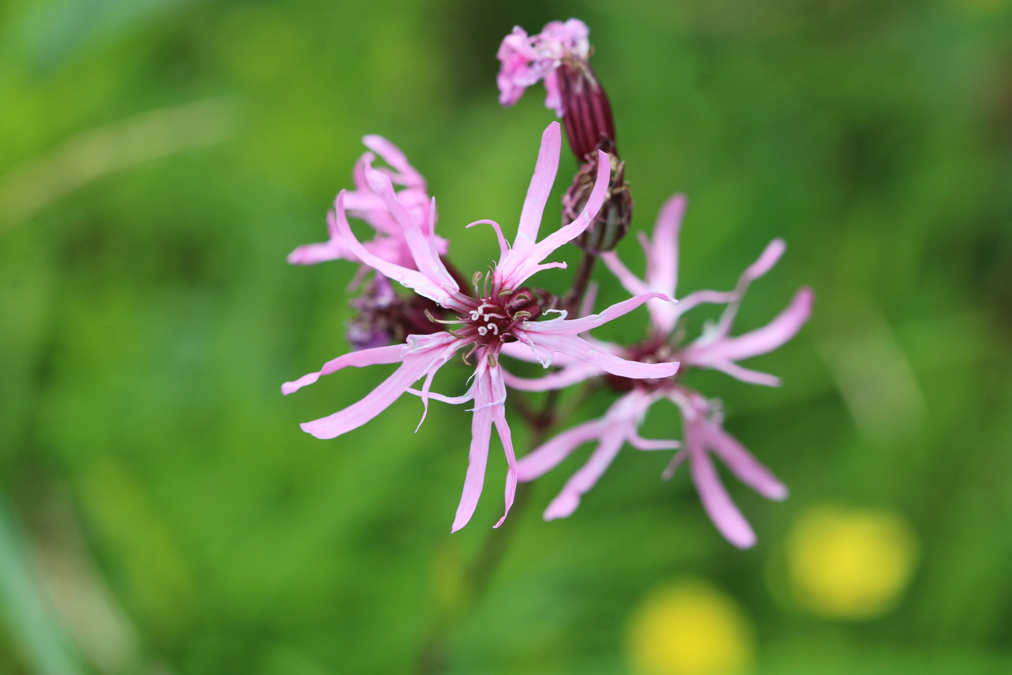 Kuckucks-Lichtnelke ©NABU Bad Oldesloe 