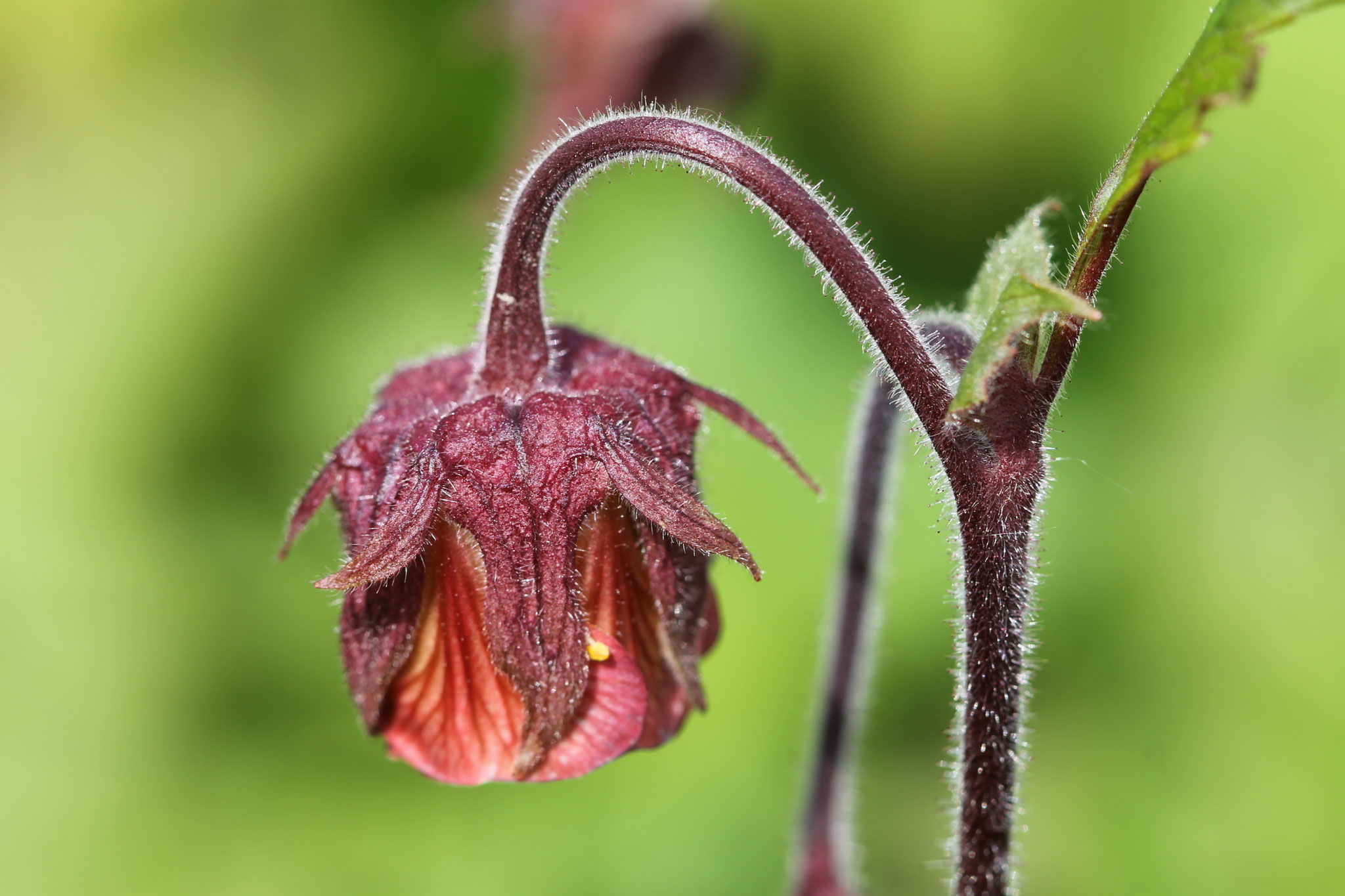 Bach-Nelkenwurz ©NABU Bad Oldesloe 