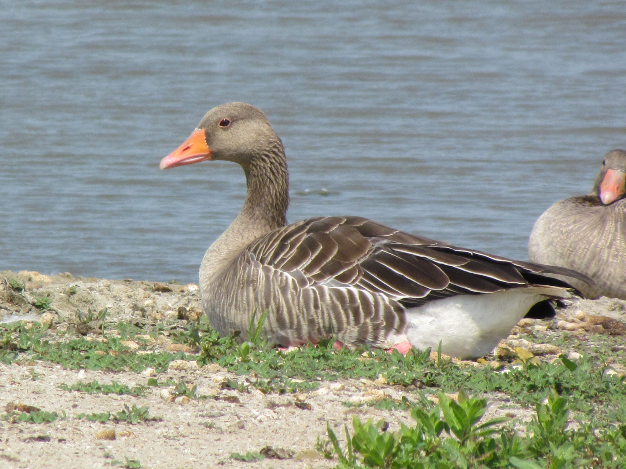 Graugans ©NABU Bad Oldesloe 
