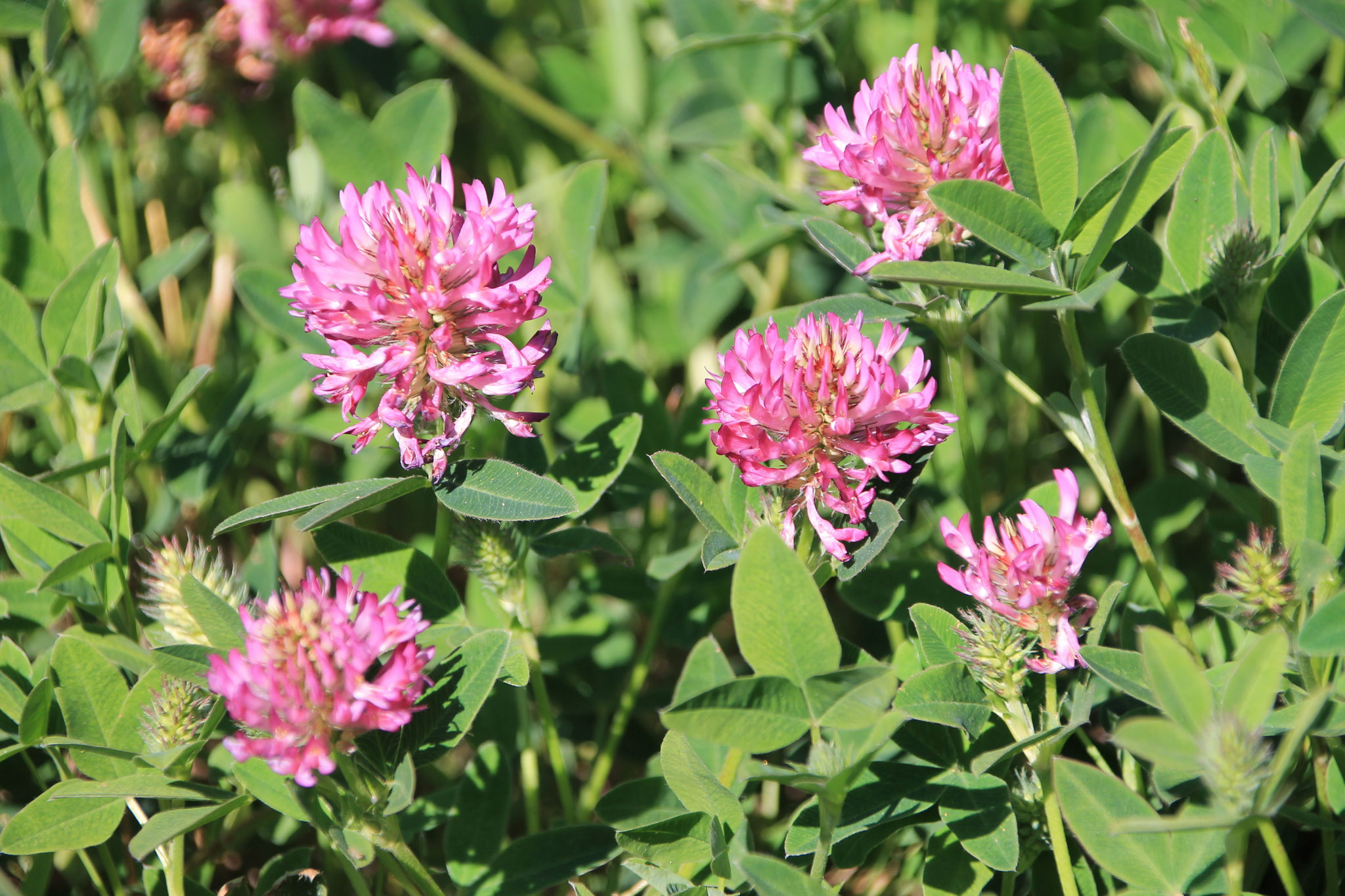 Zickzack-Klee ©NABU Bad Oldesloe 