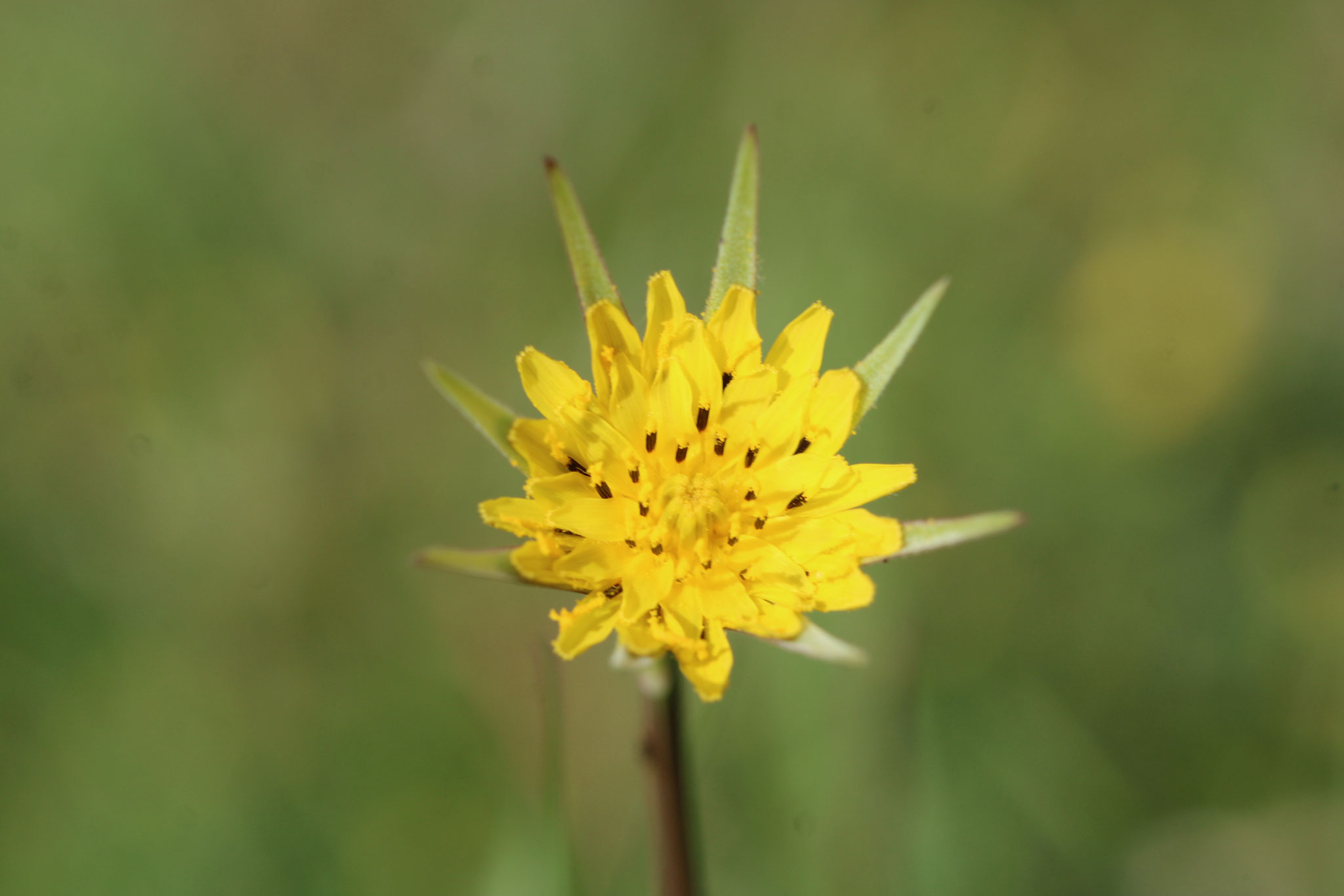 Bocksbart ©NABU Bad Oldesloe 