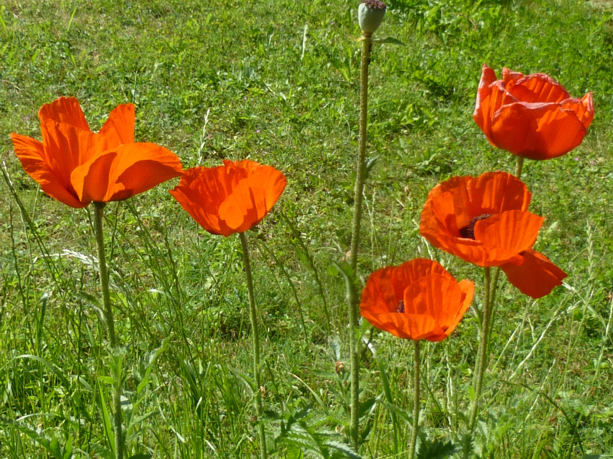 Klatschmohn ©NABU Bad Oldesloe 