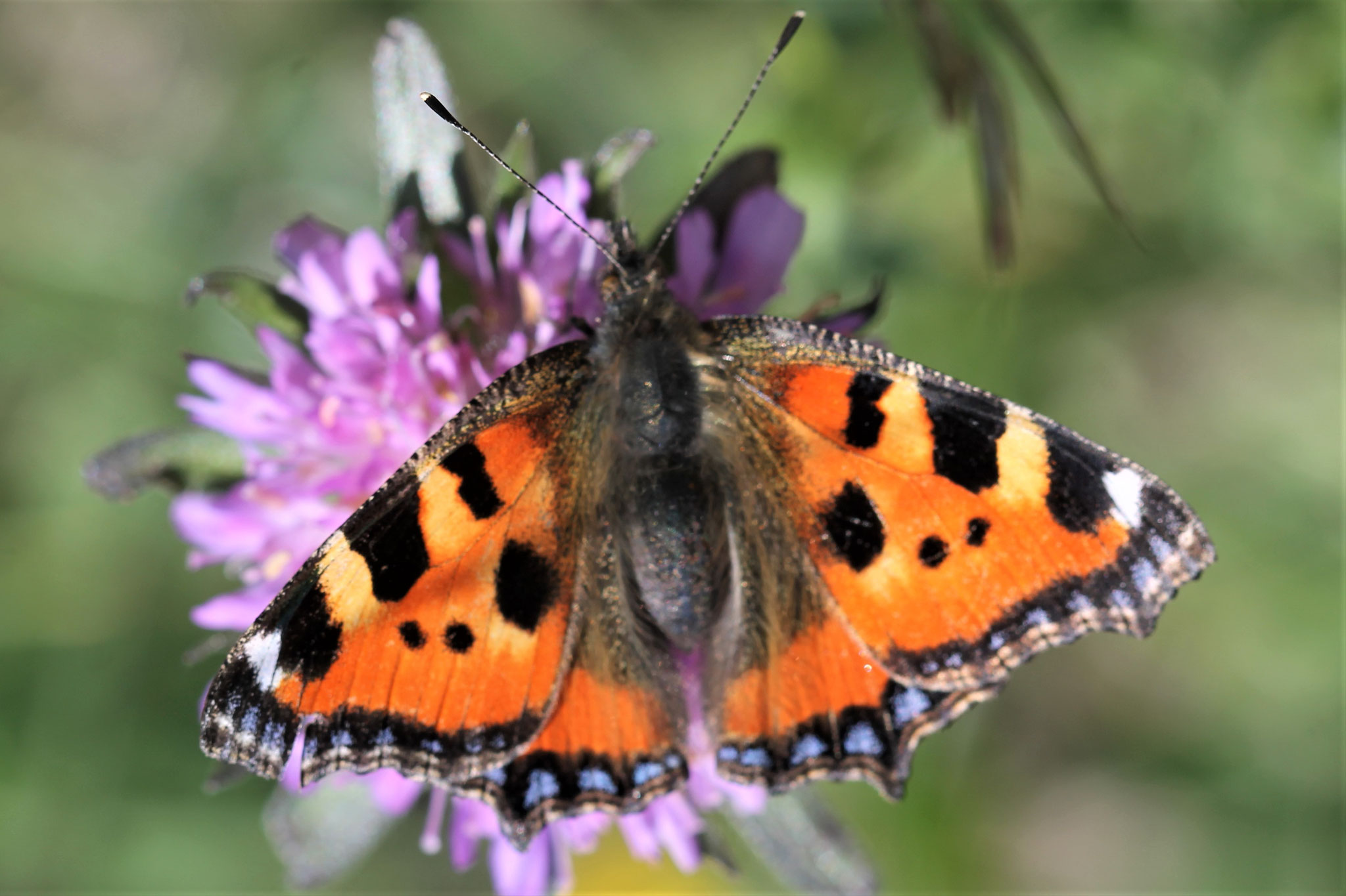 Kleiner Fuchs ©NABU Bad Oldesloe
