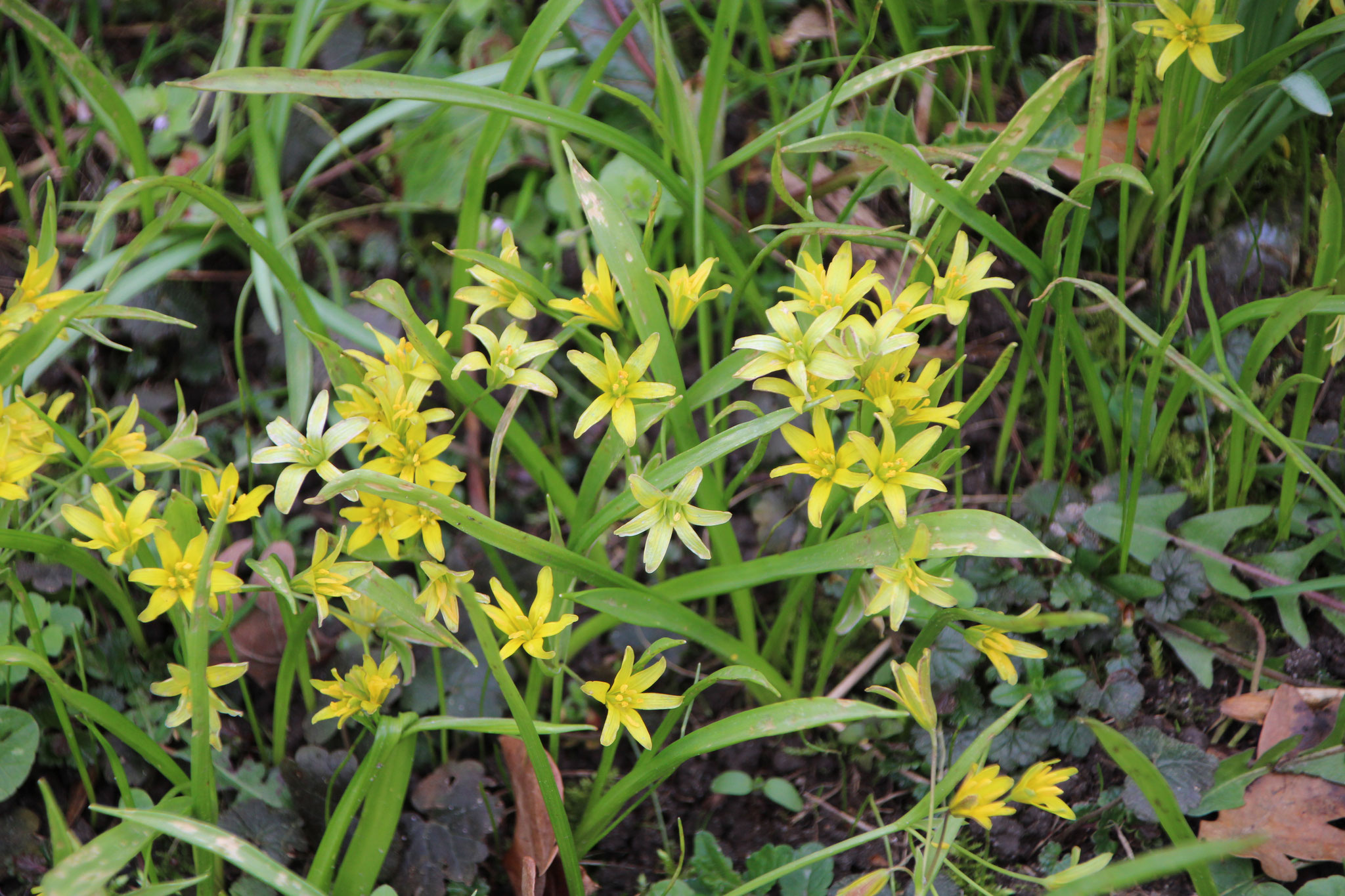 Wald-Gelbstern ©NABU Bad Oldesloe 