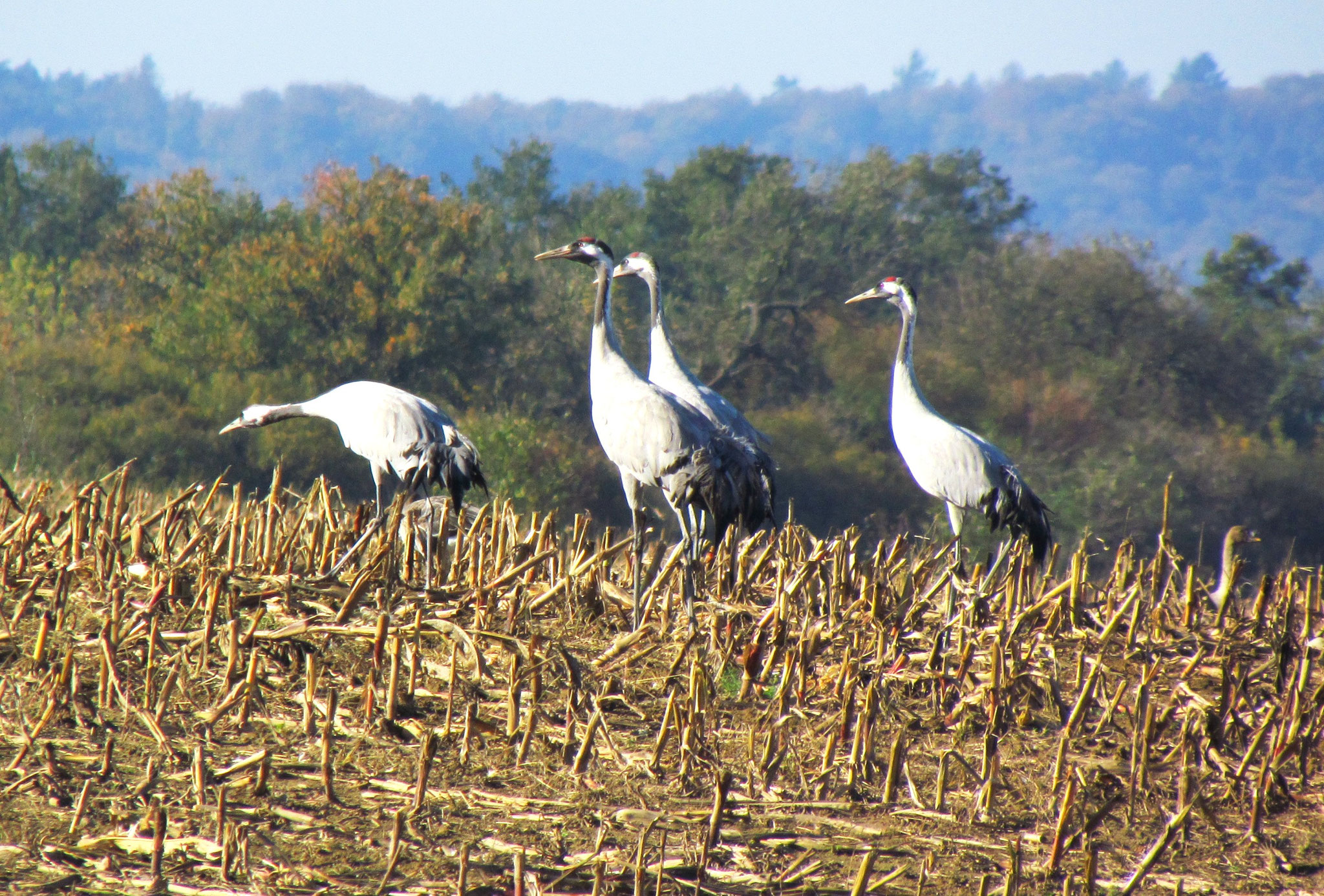 Kraniche ©NABU Bad Oldesloe 