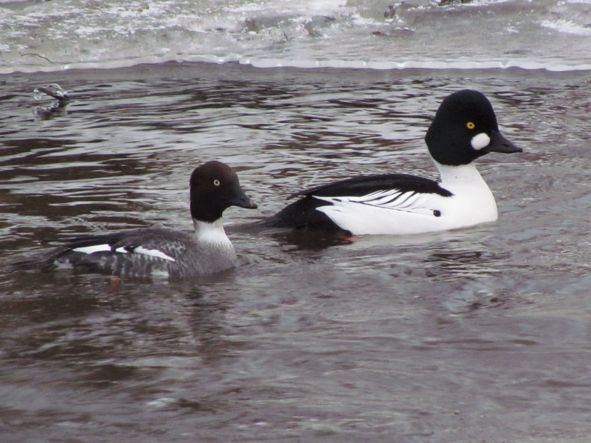 Schellenten ©NABU Bad Oldesloe 