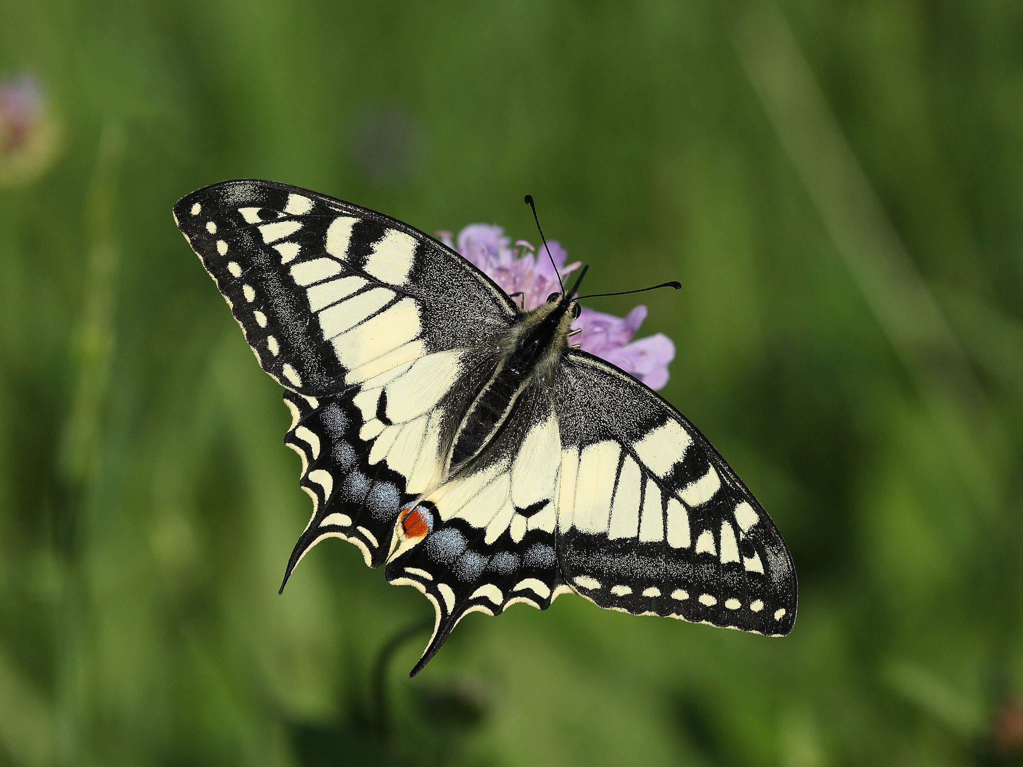 Schwalbenschwanz © Frank Derer