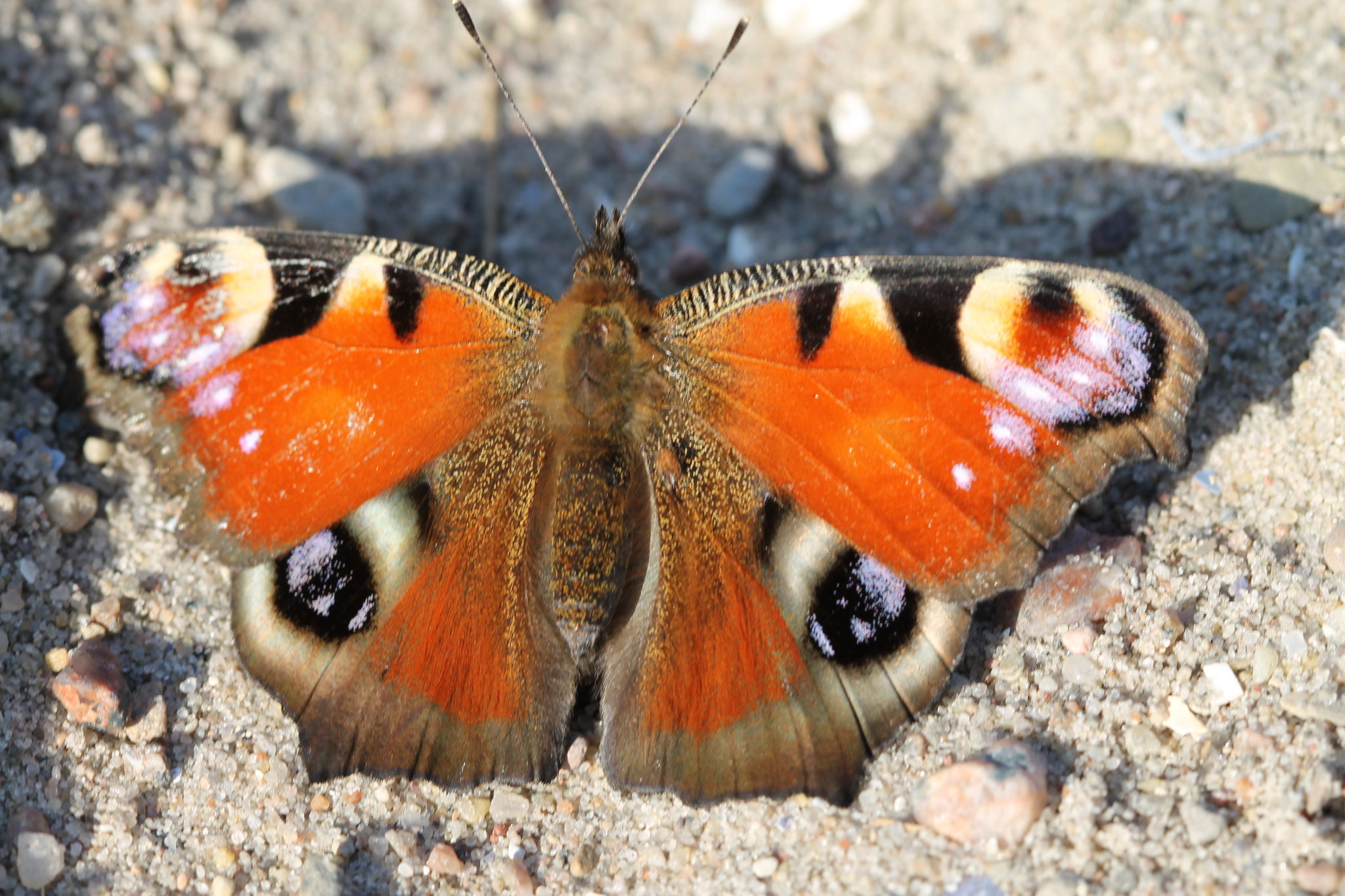 Tagpfauenauge ©NABU Bad Oldesloe