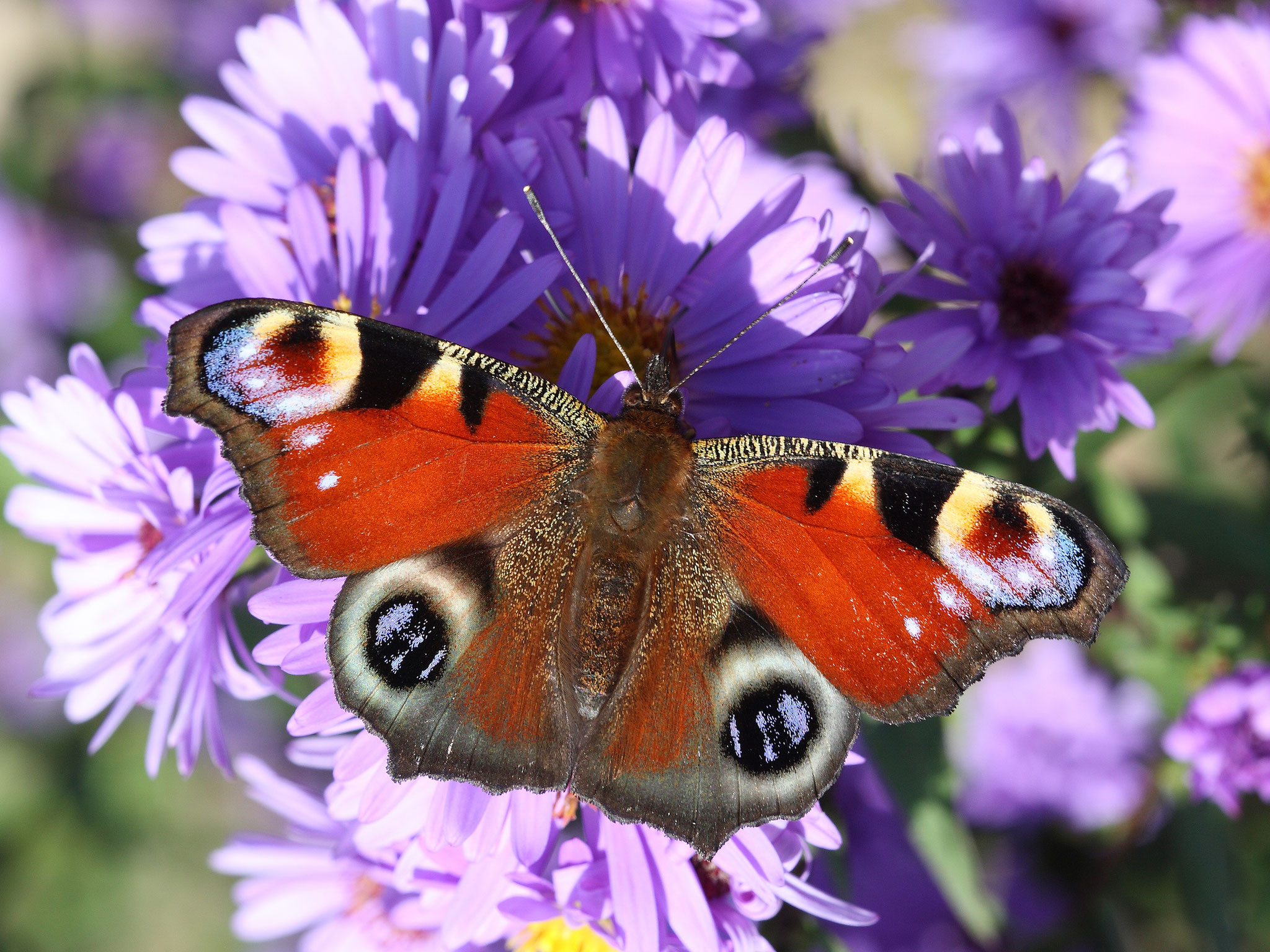 Tagpfauenauge ©Frank Derer