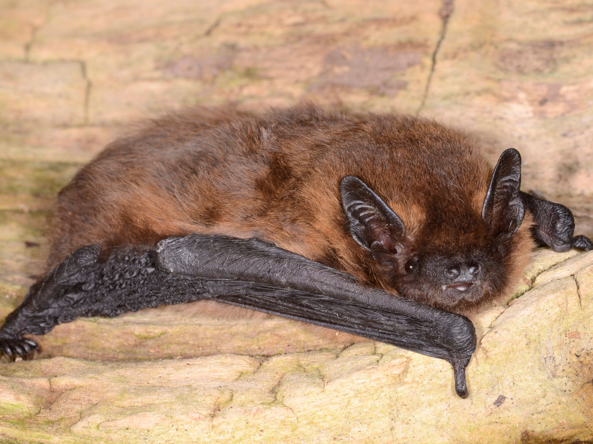 Zwergfledermaus © NABU/E. Grimmberger