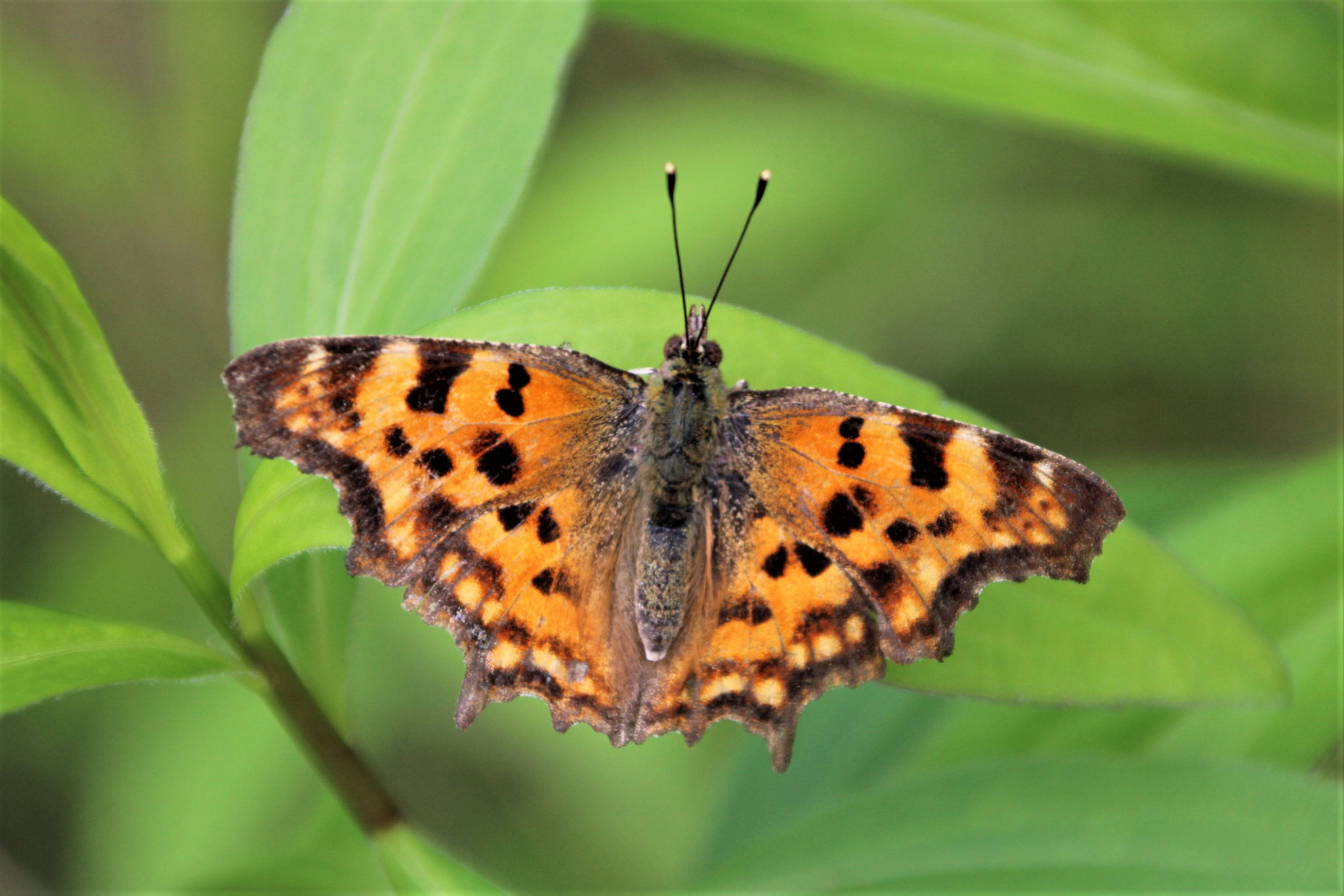 C-Falter ©NABU Bad Oldesloe