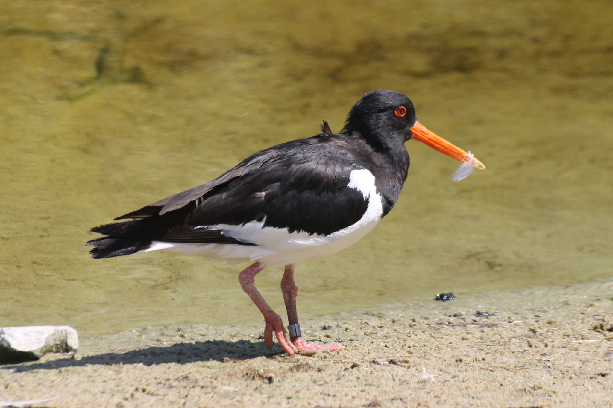 Austernfischer ©NABU Bad Oldesloe 