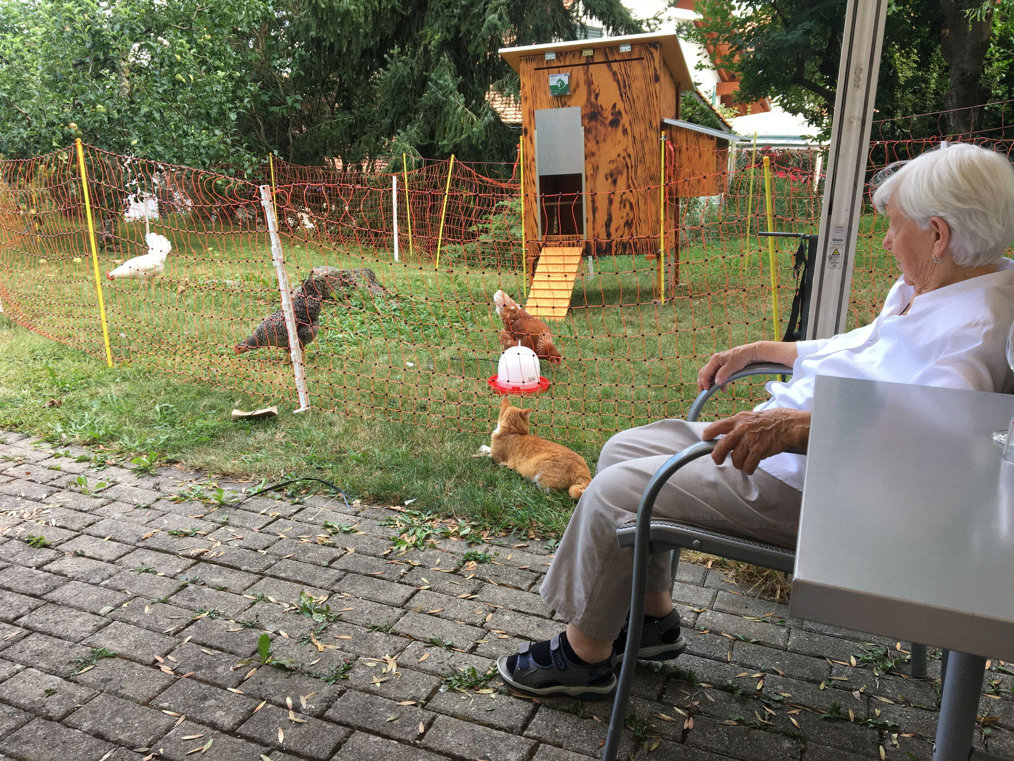 die ausgewachsenen Hühner werden von der Heim-Katze Roxy "bewacht"